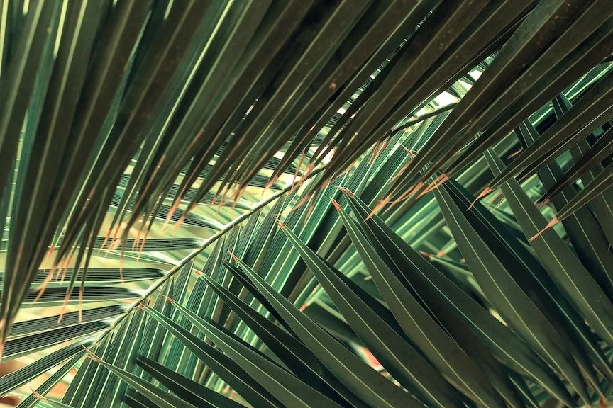 closeup photo of green palm fronds with brown tips