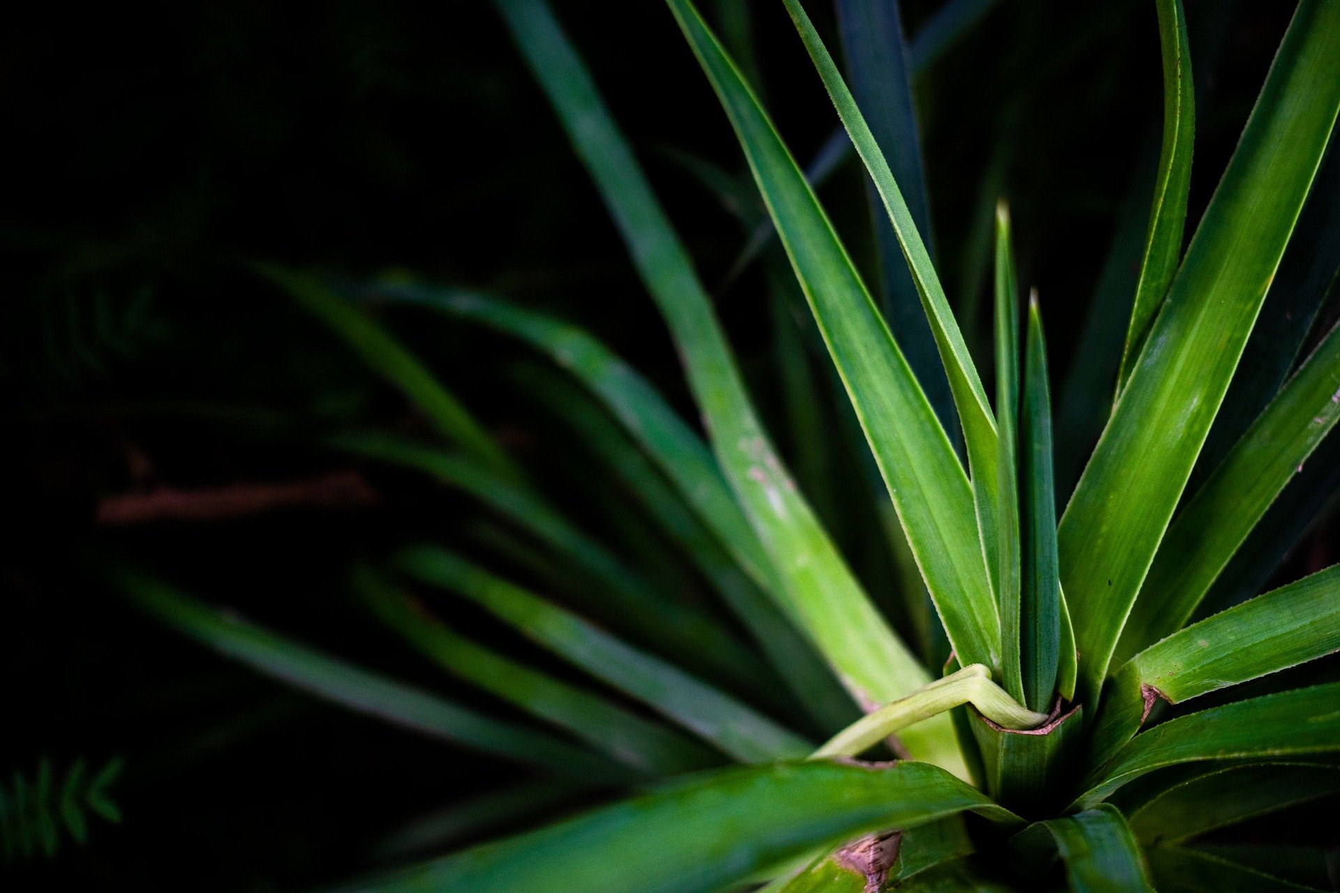 closeup photo of a sisal plant against a black background