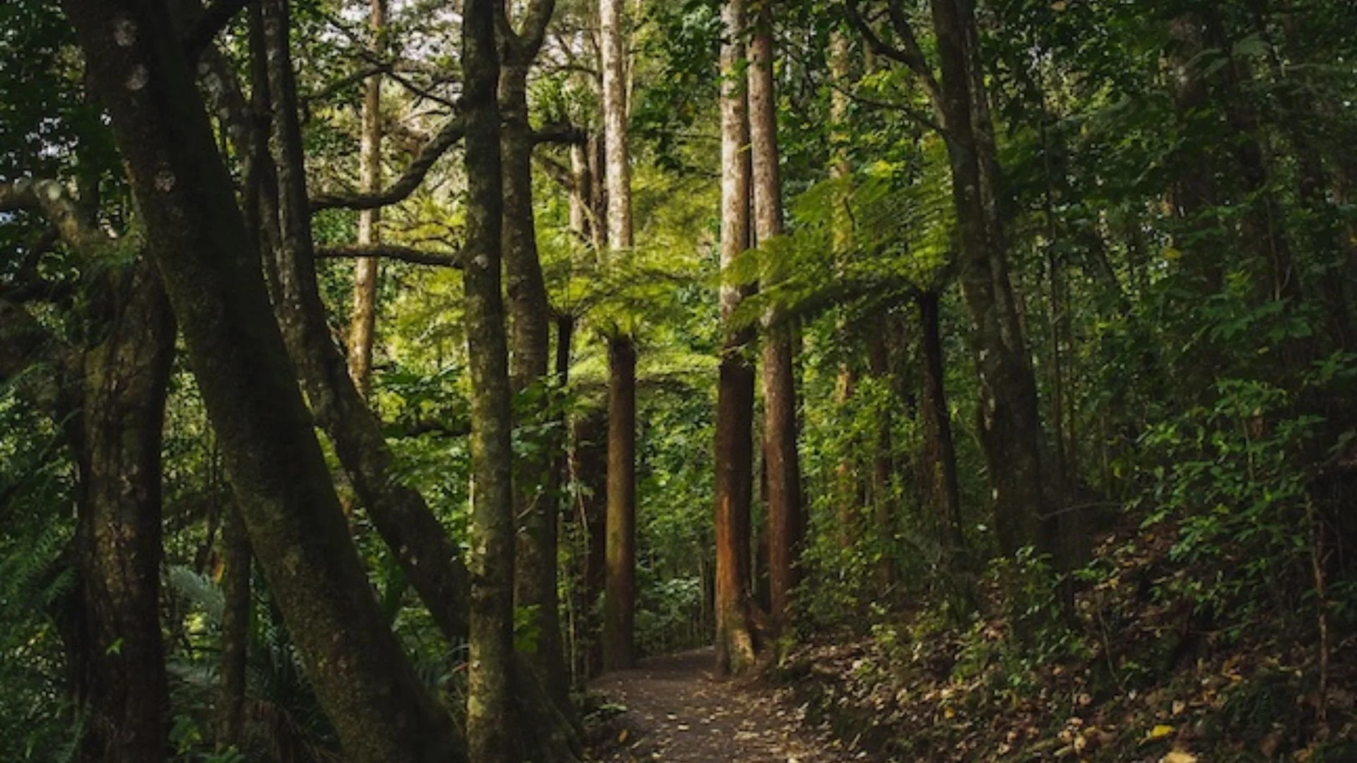 photo of a path through forested woods