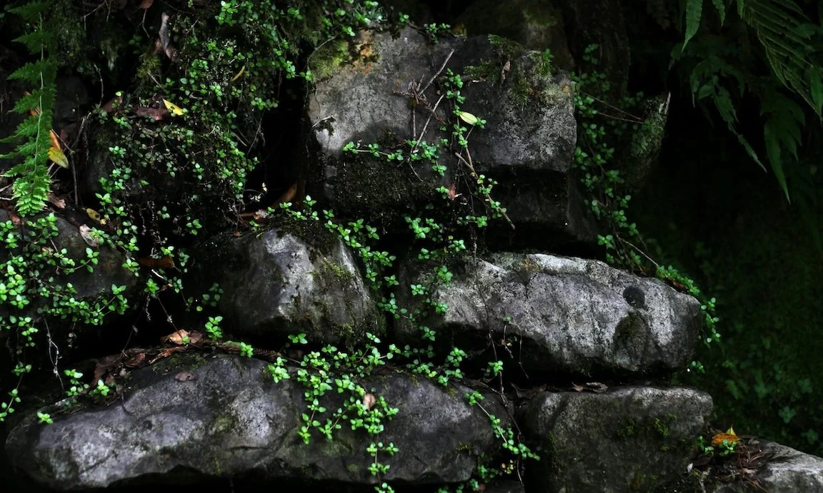 photo of dark rocks in a tropical fores