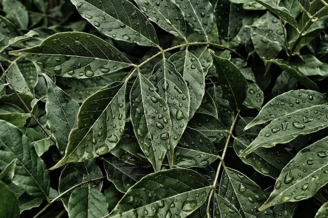 photo of rain dripping off of green leaves against a black background