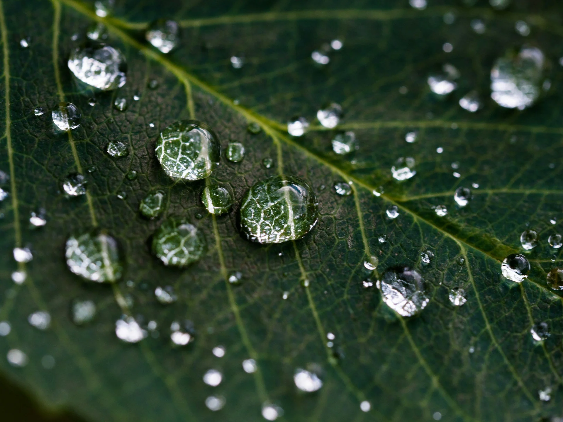 closeup photo of water droplets on a green leaf