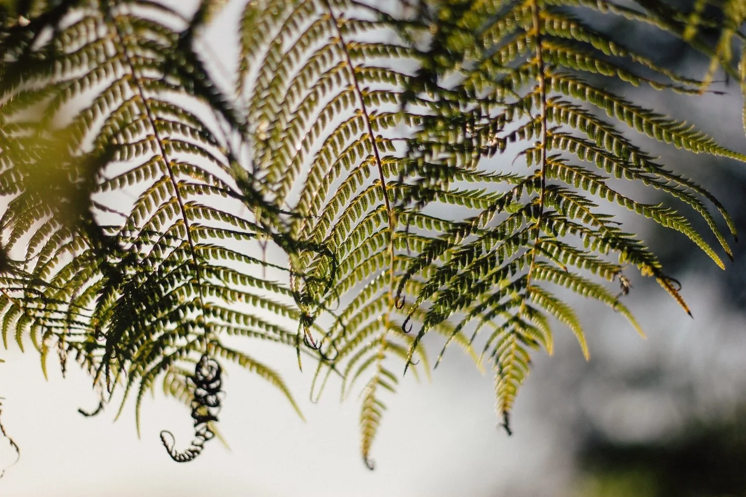 photo of light green ferns hanging down vertically against a white blurred background