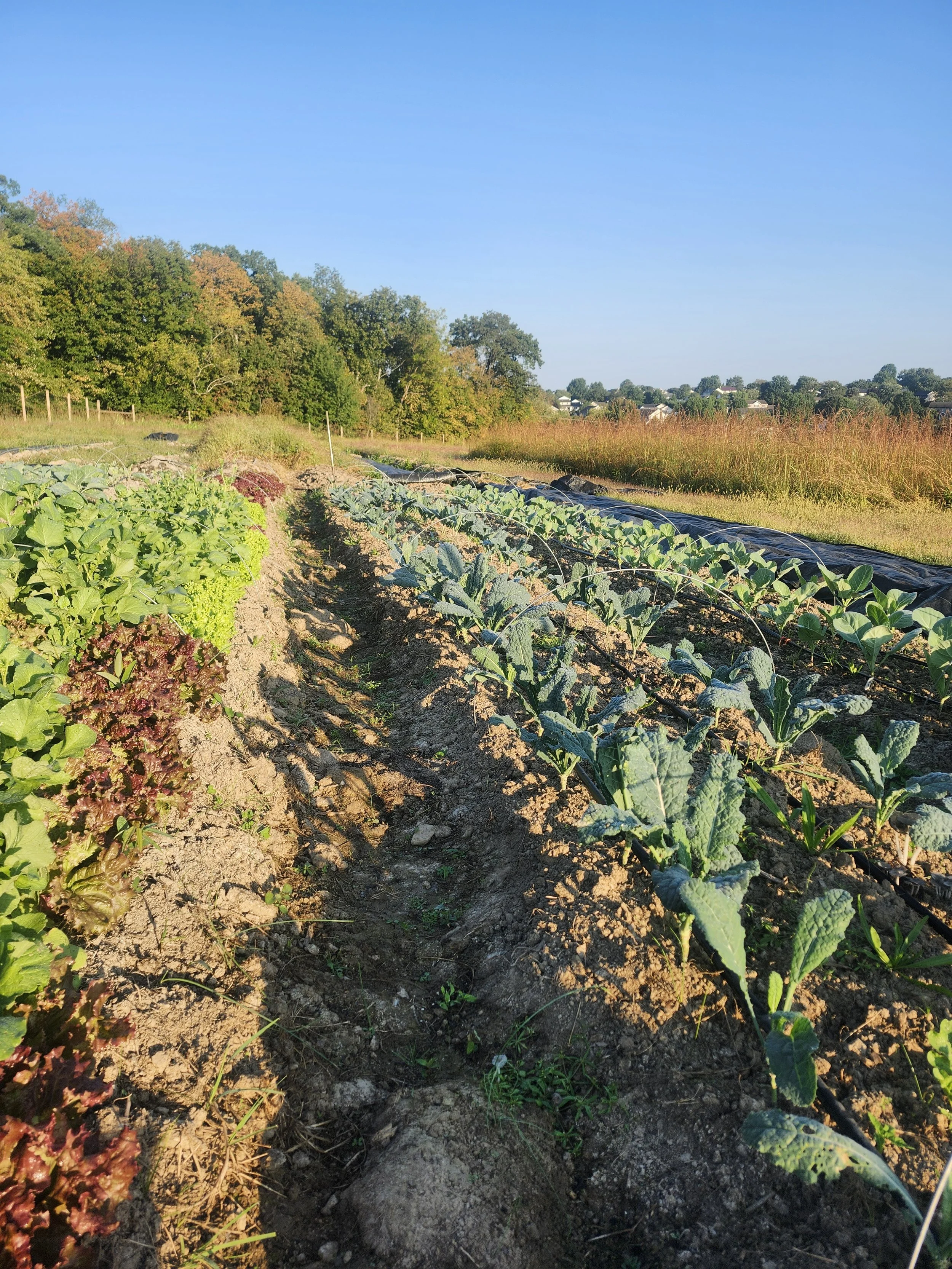 rows of Kale and collard greens
