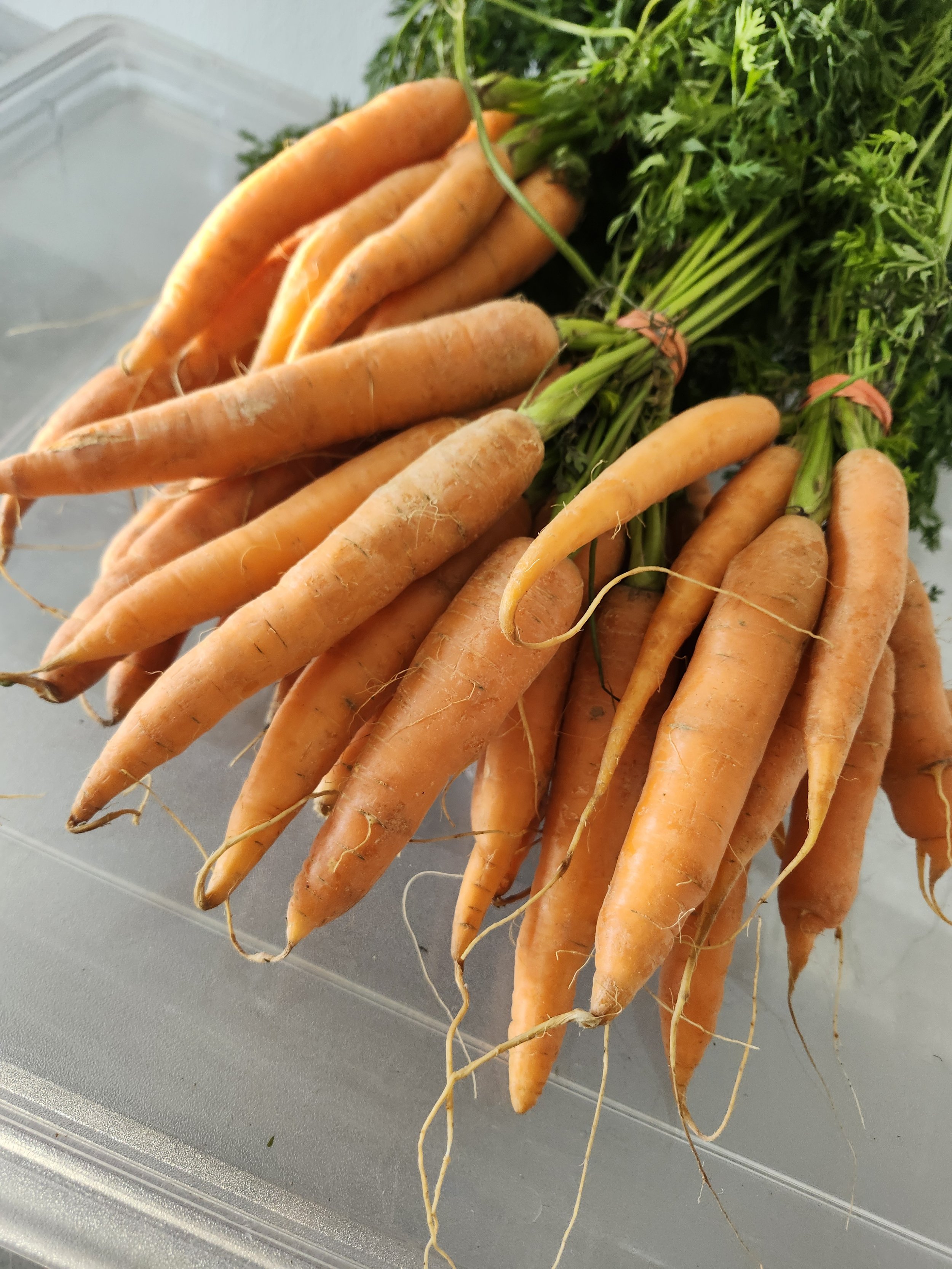 bunches of orange carrots
