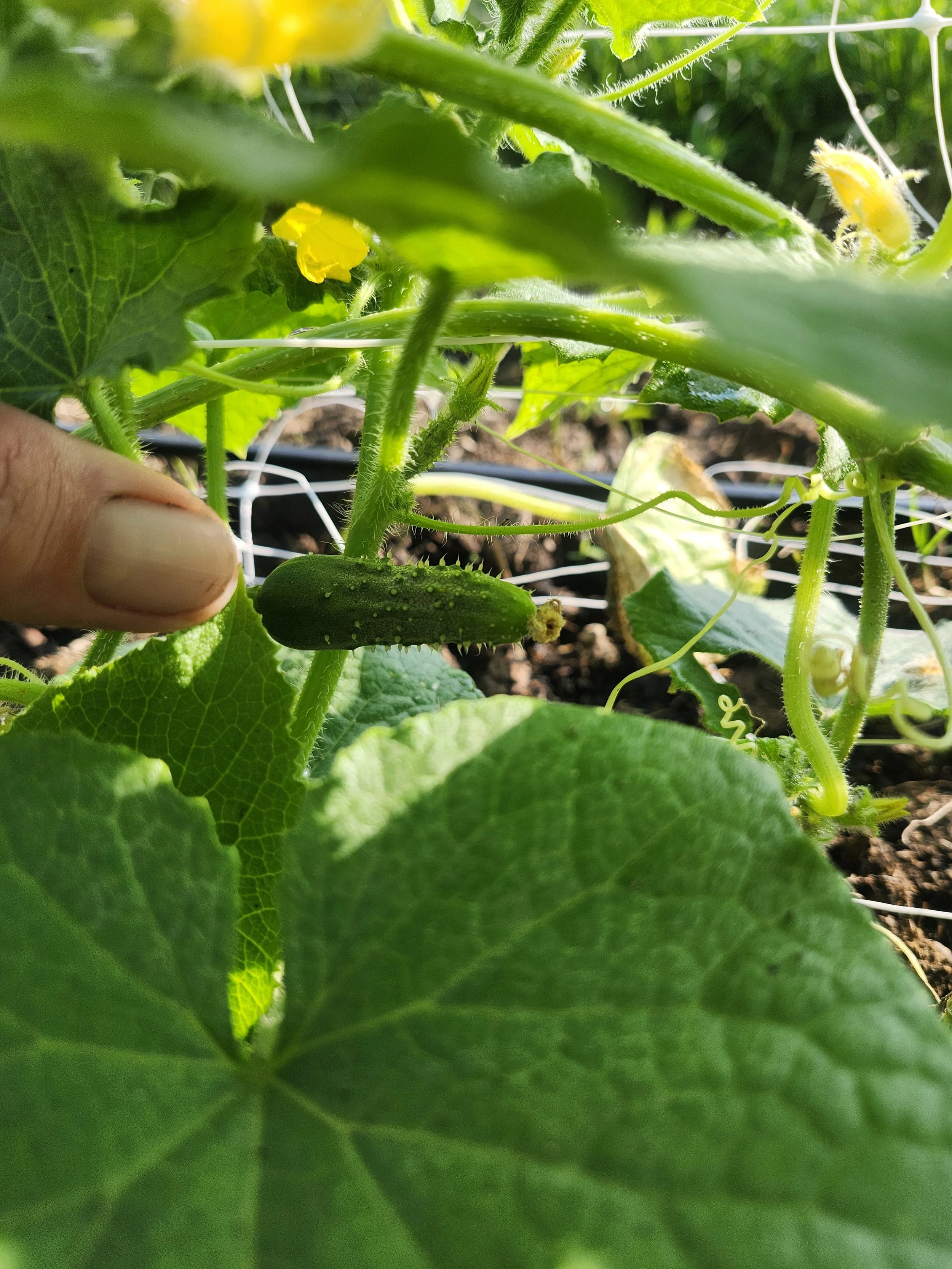 baby cucumber growing on vine