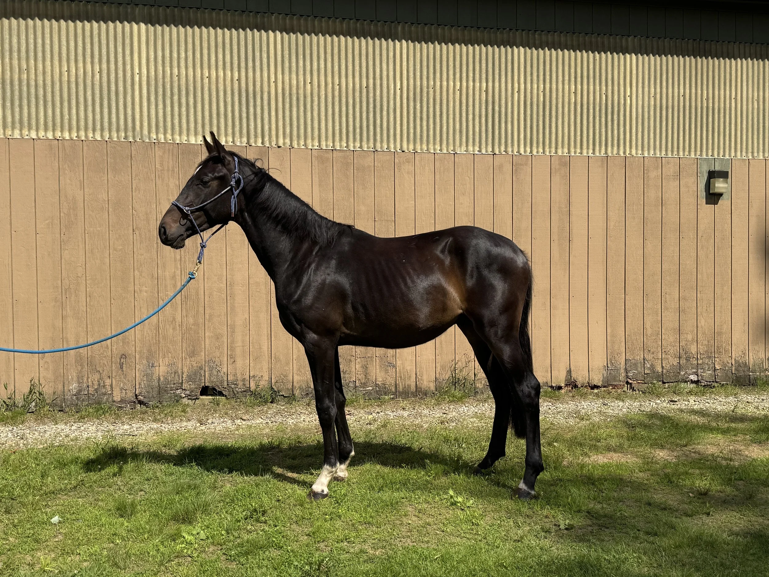 Glorioso’s Pride HU “Guppy”: A Future Star Awaits!