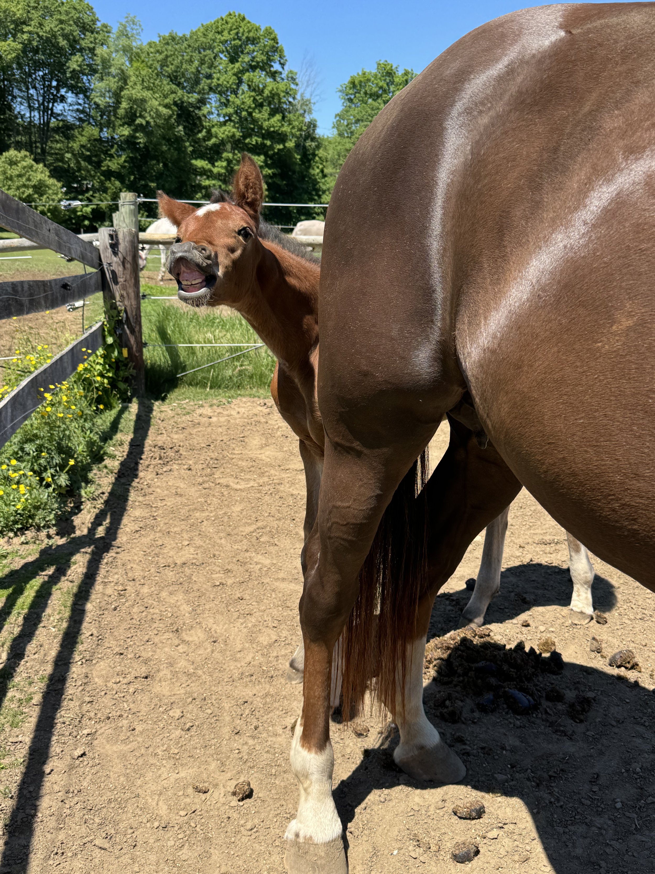 Welcome Dew Drop MEC: A Special Hanoverian Colt with a Big Future