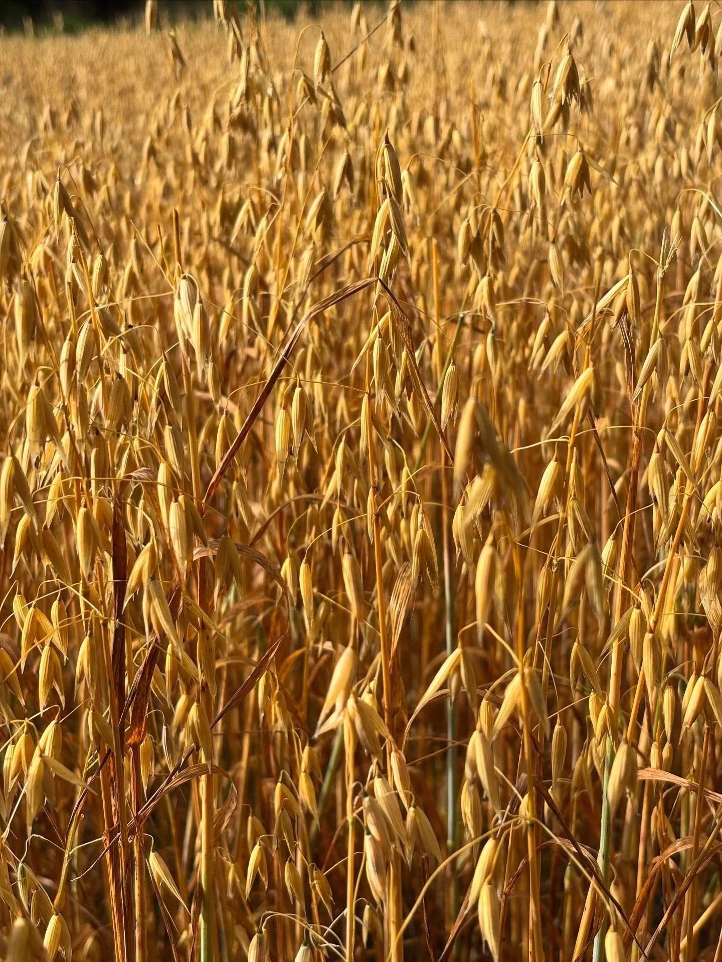 Vi letar! Det k&auml;nns som att leta efter en n&aring;l i en h&ouml;stack 🪡 n&aring;gon som vill dra en dagskurs med kulturspannm&aring;l p&aring; menyn och n&aring;gon som &auml;r en hejare p&aring; att baka tunna br&ouml;d typ kn&auml;cke f&ouml;