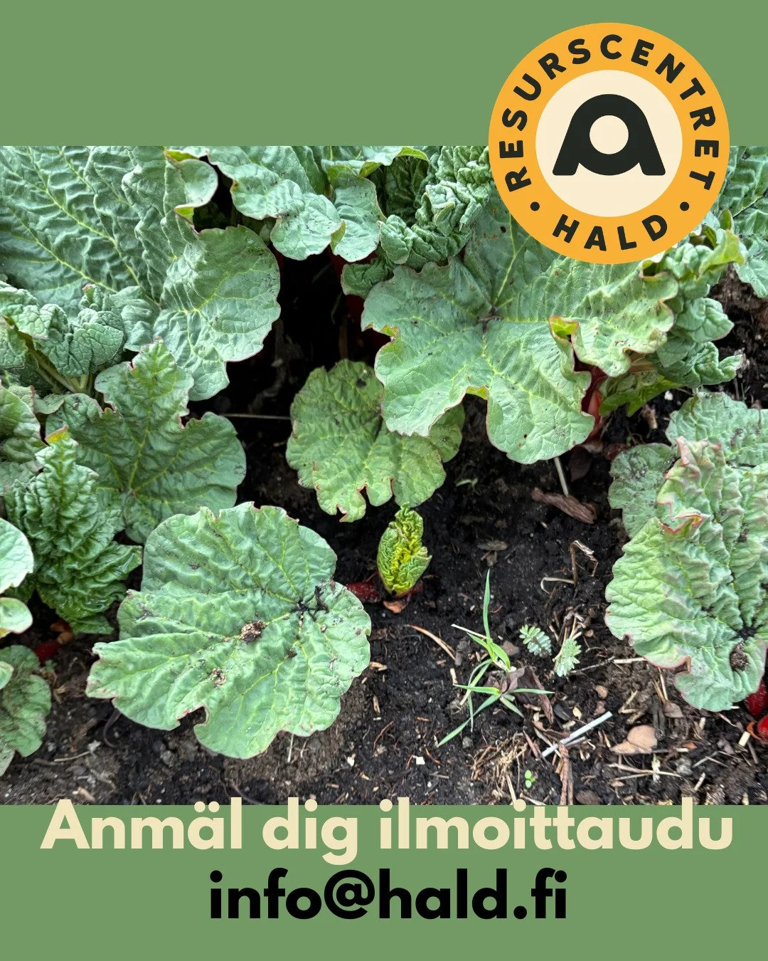 &Auml;ntligen Rabarber! 

V&auml;lkommen p&aring; kurs,

Rabarbern &auml;r en av v&aring;rens f&ouml;rsta prim&ouml;rer, nyttig och god.
Hald r.f. ordnar en kurs f&ouml;r dig som gillar rabarber och vill ha praktiska tips om olika s&auml;tt att anv&a