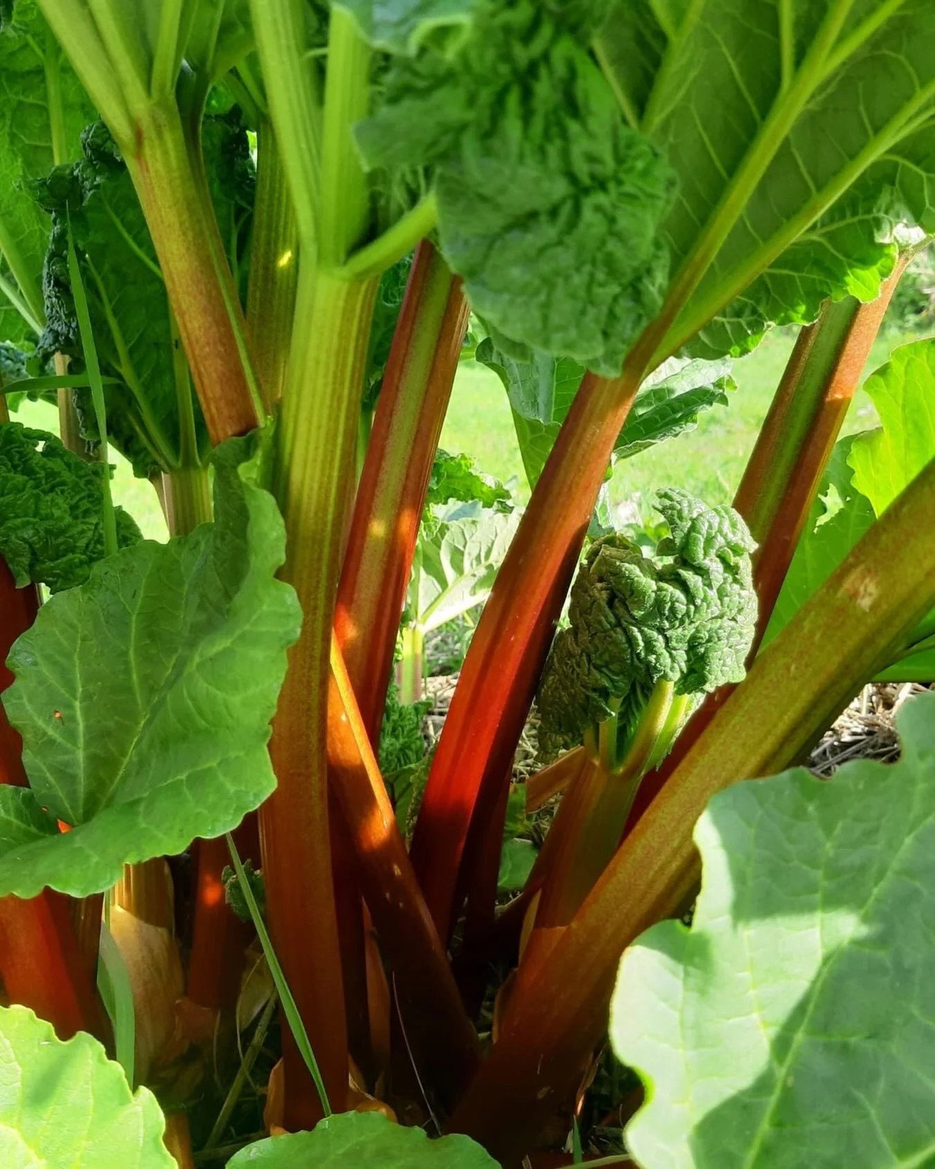 Vi har n&aring;gra platser kvar till Rabarberkursen n&auml;sta l&ouml;rdag dvs den 23 maj. Kom med, det blir intressant och l&auml;rorikt. Kolla f&ouml;reg&aring;ende pist f&ouml;r detaljer och anm&auml;l dig snabbt! #rabarber #raparperi #rabarberkur