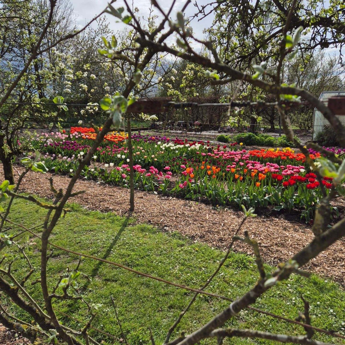 Wat zijn ze mooi...
Ben jij ook zo fan van deze &quot;blije&quot; bloemen...
Op onze biologische plukboerderij kies je zelf je eigen boeket bloemen uit. 
Zalig om te ontdekken en te beleven ...

Zelf plukken is puur genieten...

#besenbloem
#biobloem