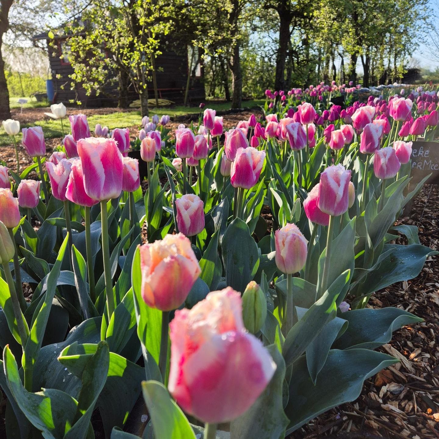 Morgen. 🌷🌷🌷 zaterdag-13 april. 🌷🌷🌷

ALLERLAATSTE TULPENPLUK- van 14 u-17 u
Ook zonder plukabonnement

🌷🌷🌷🌷🌷

We oogsten MET BOL

🌷🌷🌷🌷🌷

1+1 gratis 
-enkel voor de tulpen
-zolang de voorraad strekt

🌷🌷🌷🌷🌷

Je kan de bol in jouw tu