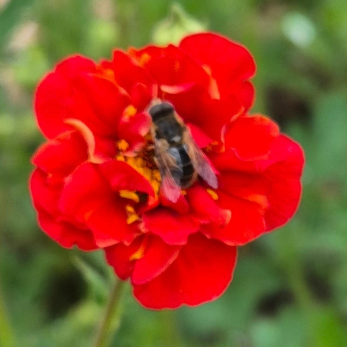 Bloemen zelf  plukken?  YES!
Bloemen krijgen?  JA,  SUPERLEUK!
Bloemen geven?  NOG LEUKER!

Brengt dat ook  iets teweeg bij jou...
Een leuk gevoel!
Je wordt er blij van, toch?

Zelf plukken in alle rust,  is zo z&agrave;lig...

Zelf plukken is echt p