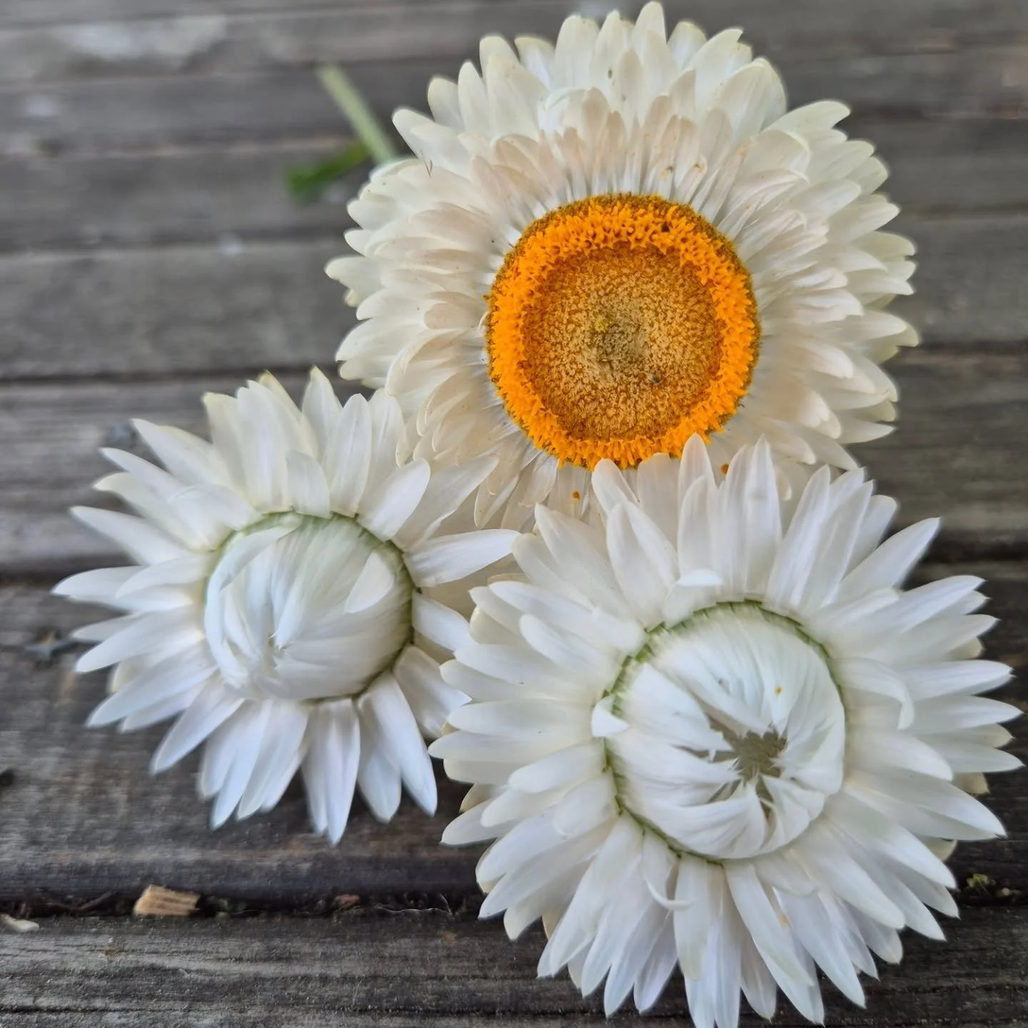 Wie droogt er mee?

Het is nu h&eacute;t moment om je zomerbloemen te drogen!
Ideaal met deze warme zomerse temperaturen.

Hoe?
Pluk &rarr; alle groene blaadjes weg &rarr; bundel (max 10) &rarr; hang ondersteboven in &rsquo;t donker.
Na &plusmn;3 wek