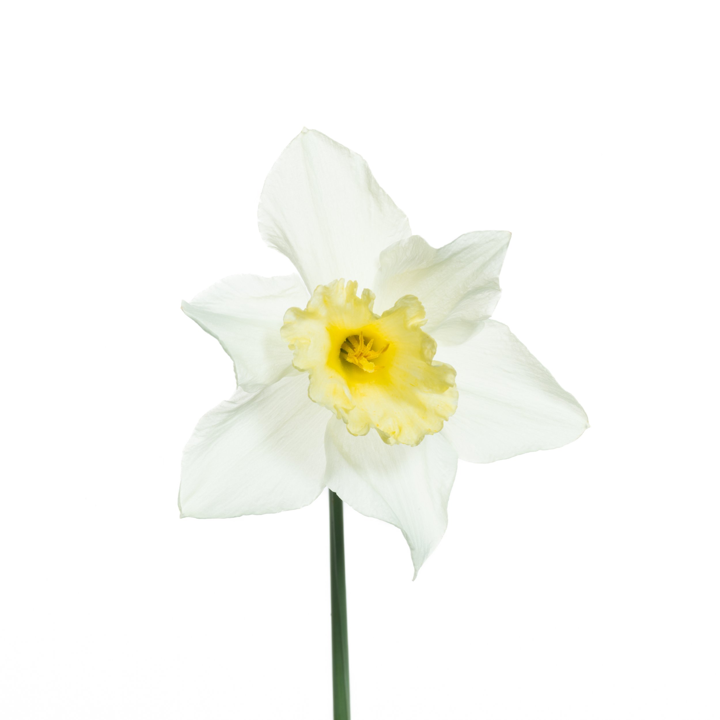 Daffodil