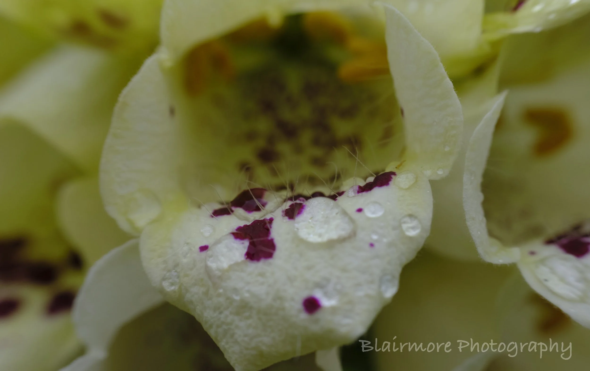 DSCF7468.jpg
