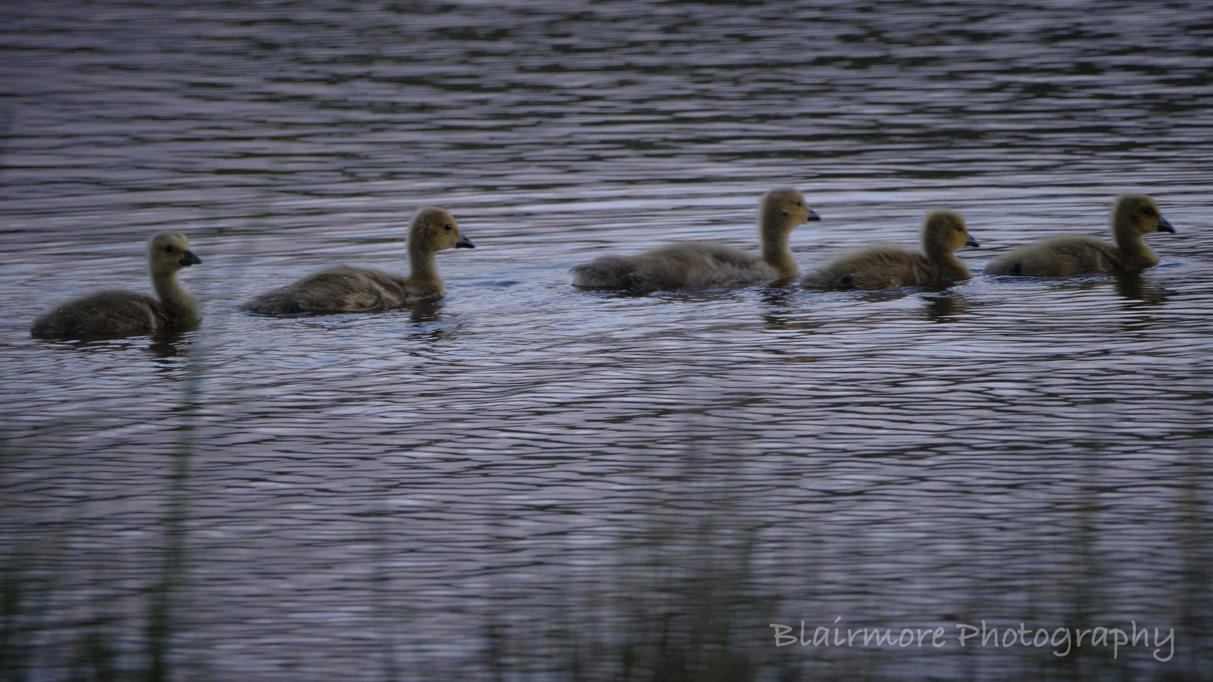 DSCF7083.jpg