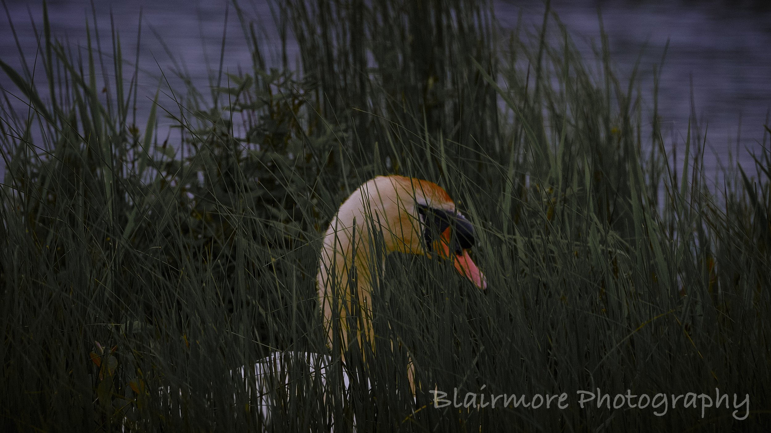 DSCF7157.jpg