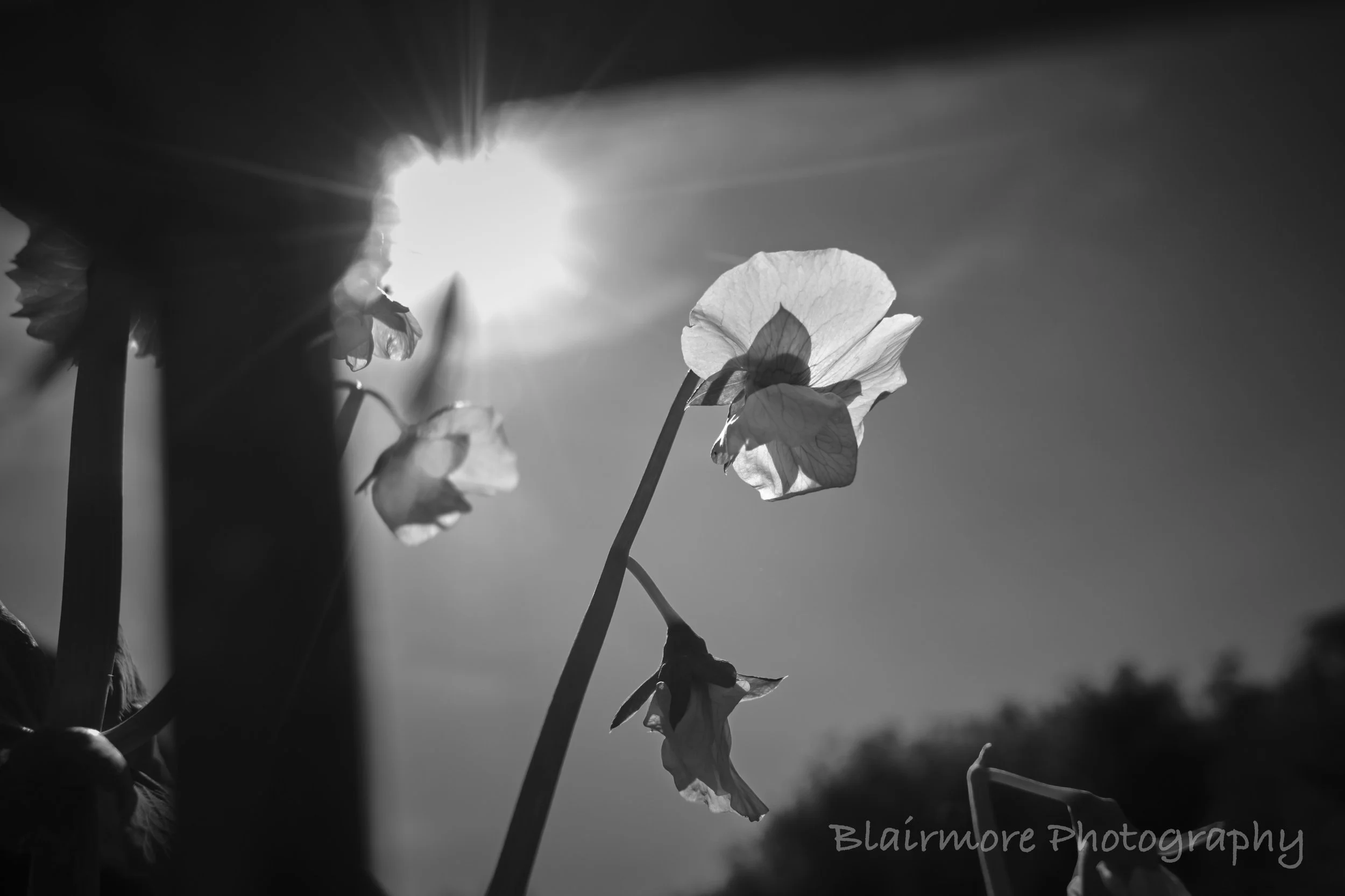DSCF8344.jpg