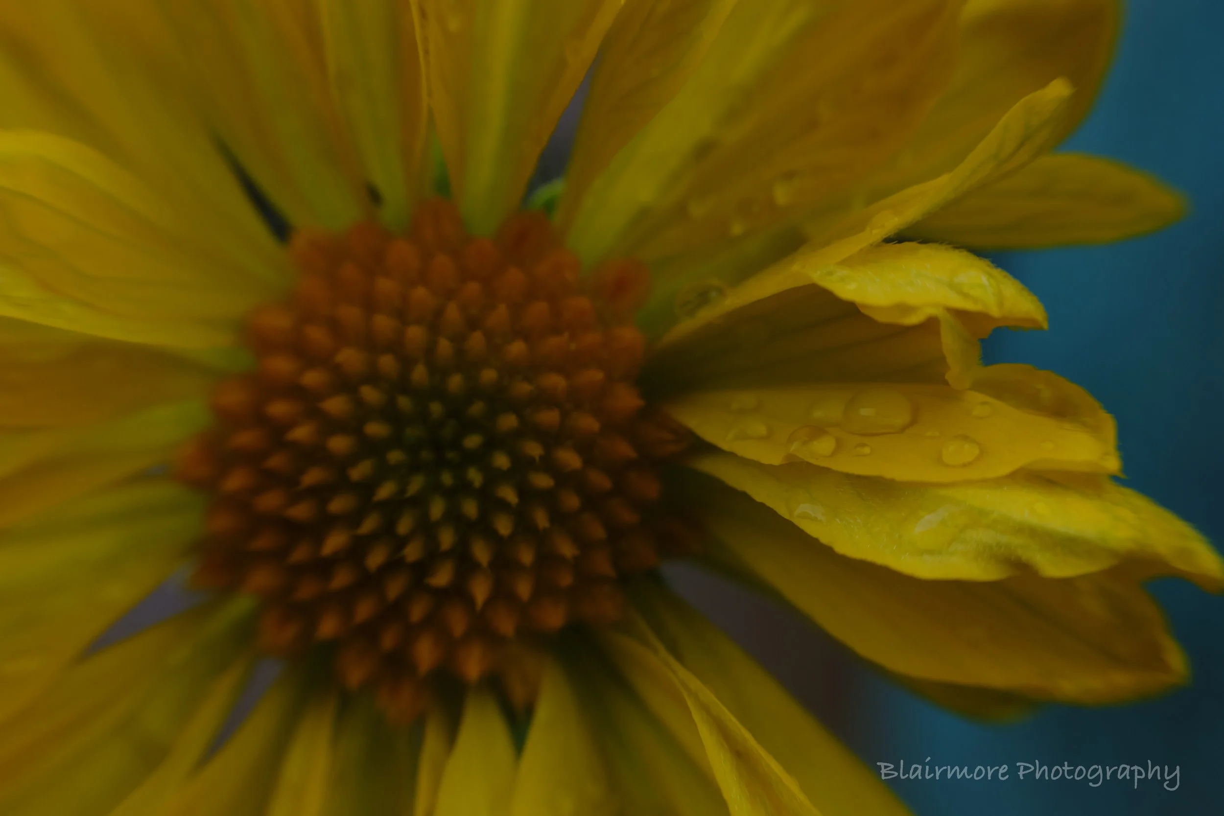 DSCF7456.jpg