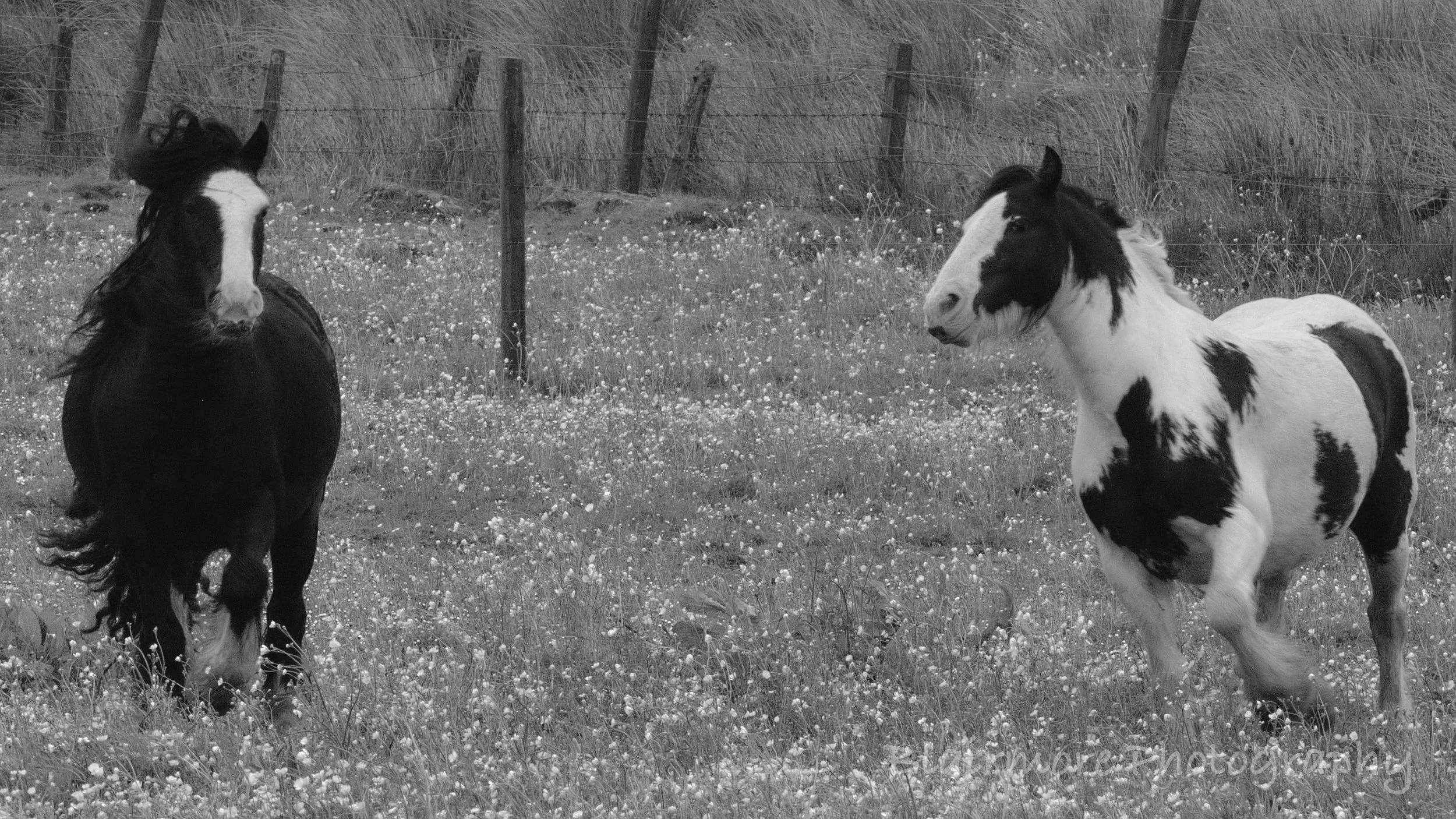 DSCF7264.jpg