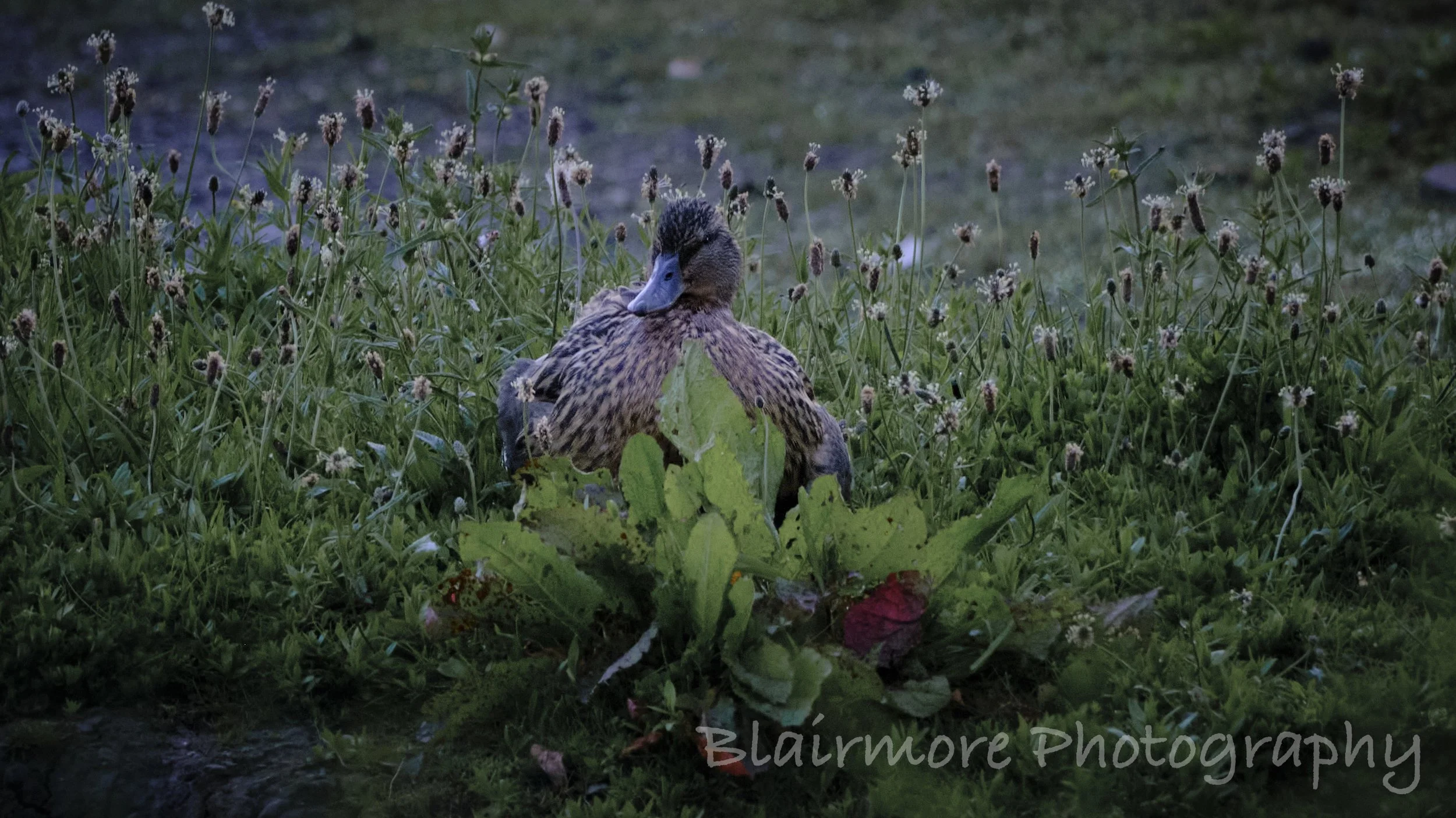 DSCF7082.jpg
