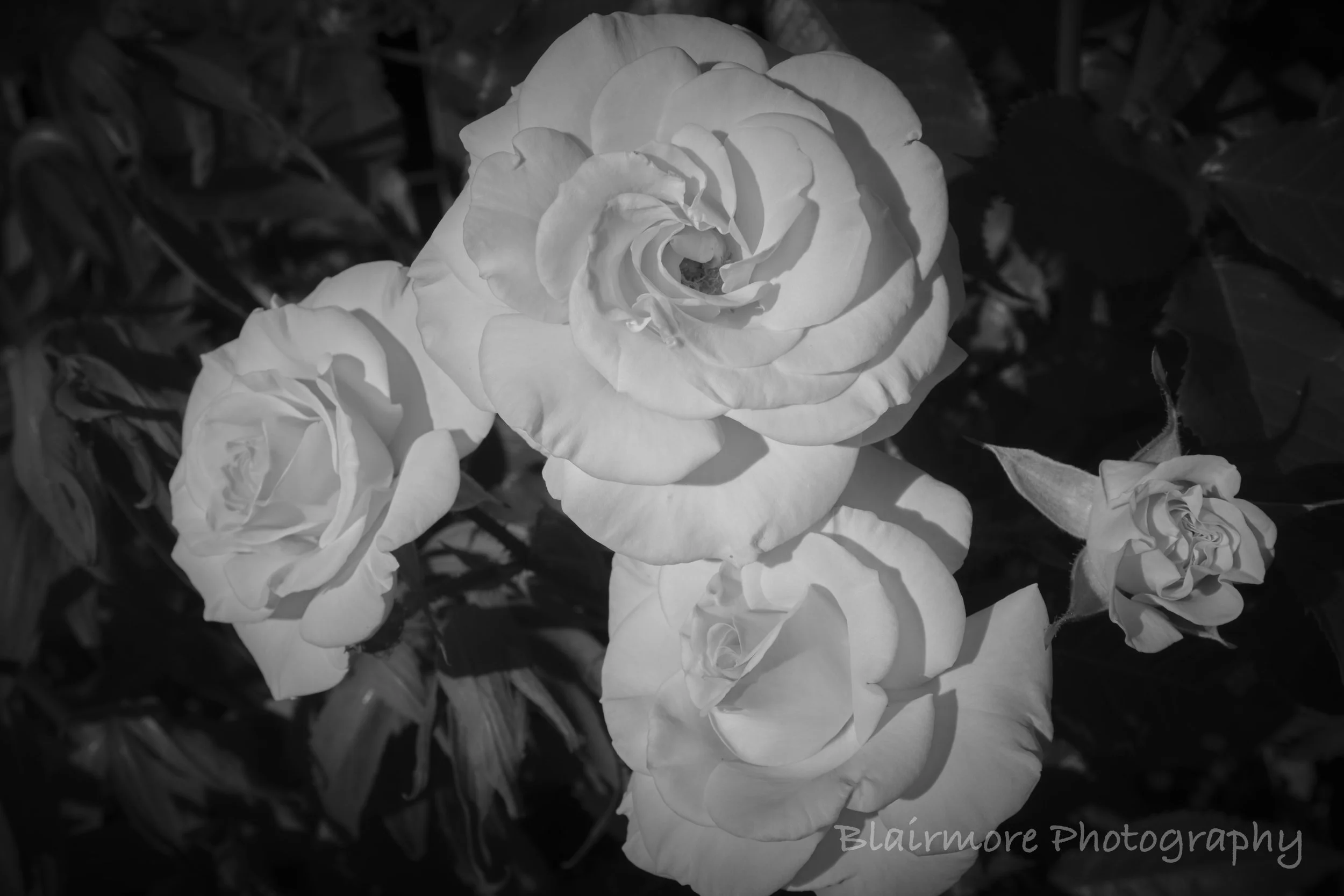 DSCF8267.jpg