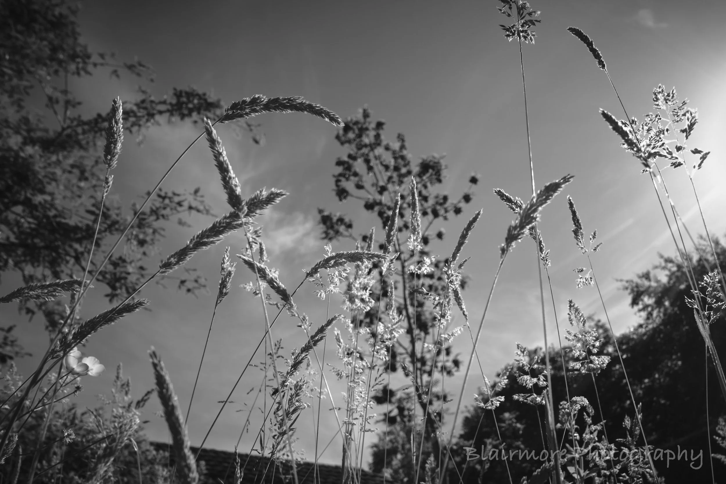 DSCF8336.jpg