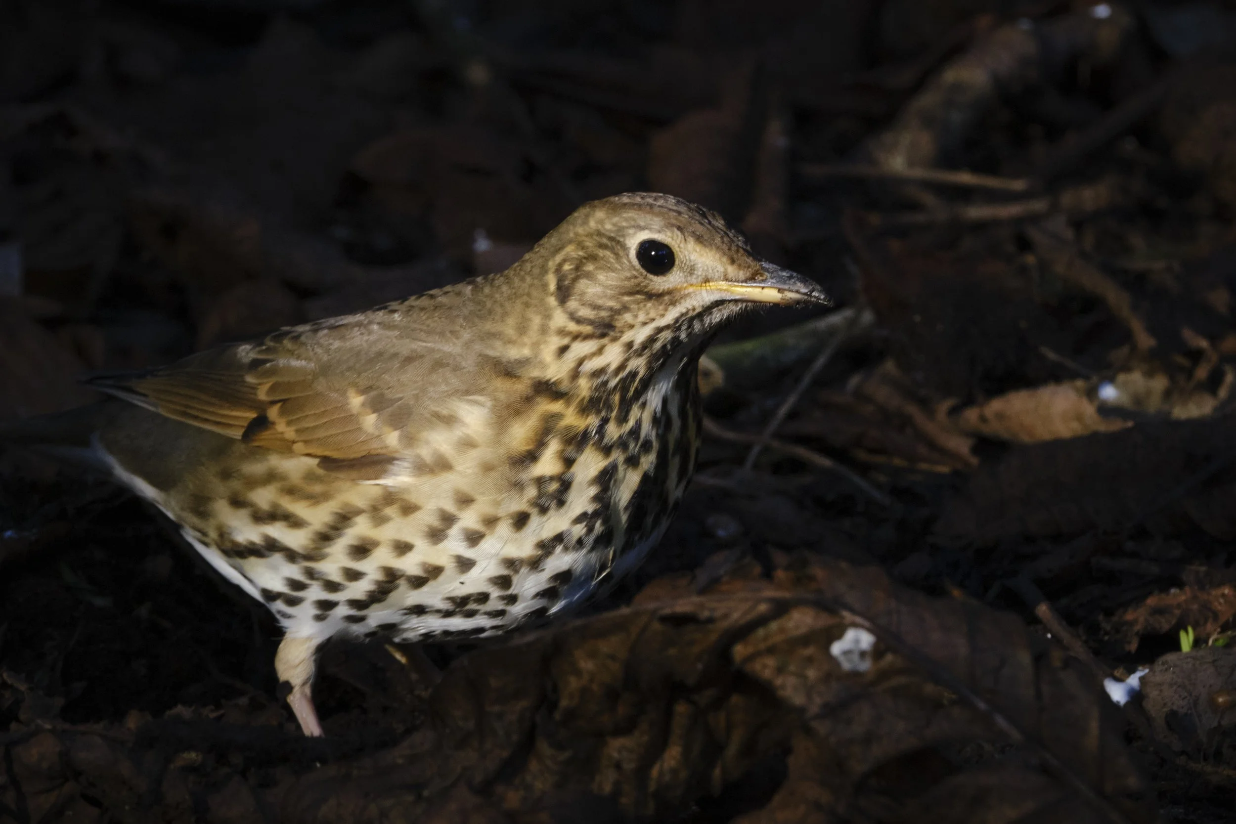 DSCF5968 1.jpg