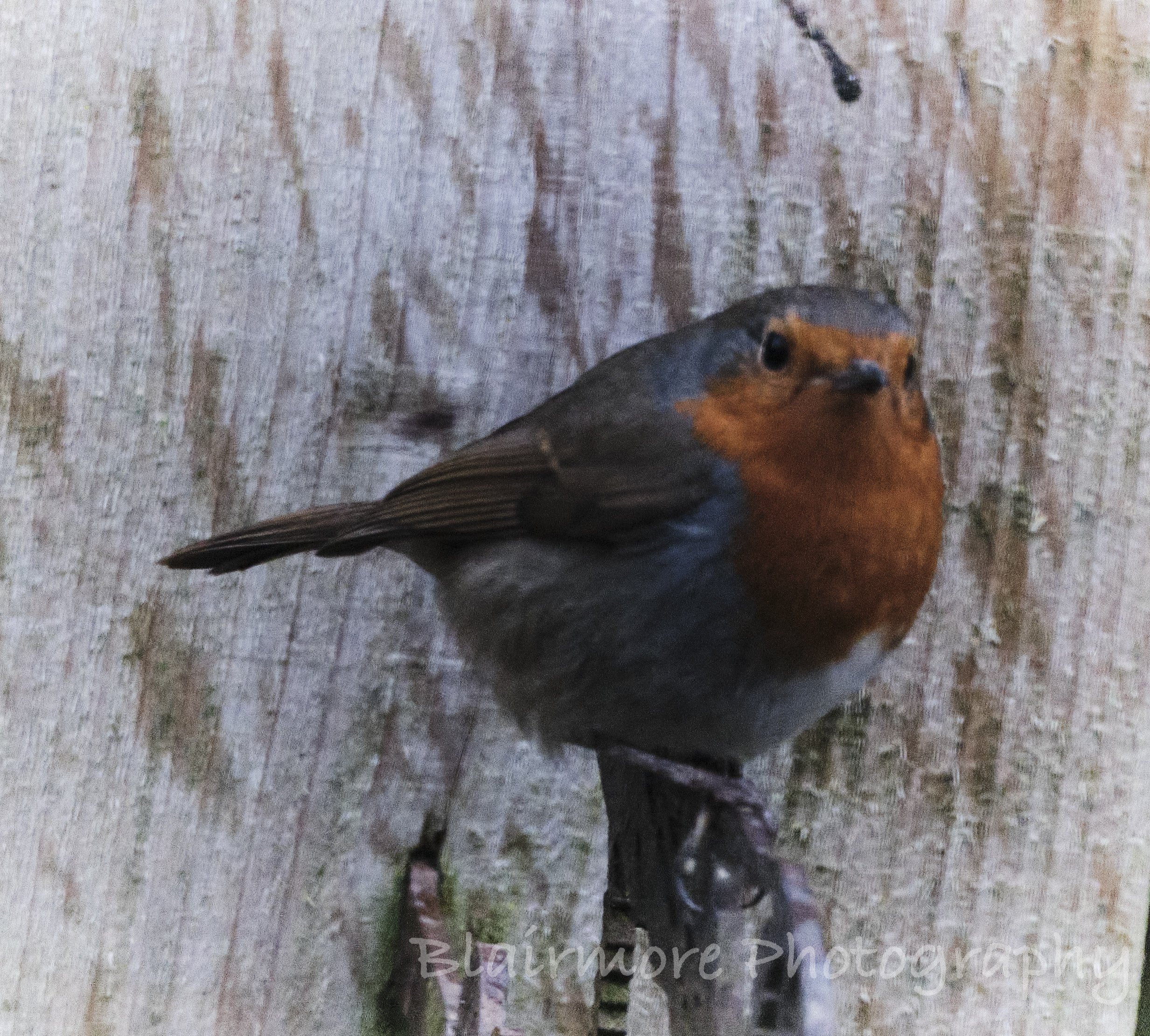 DSCF9639.jpg