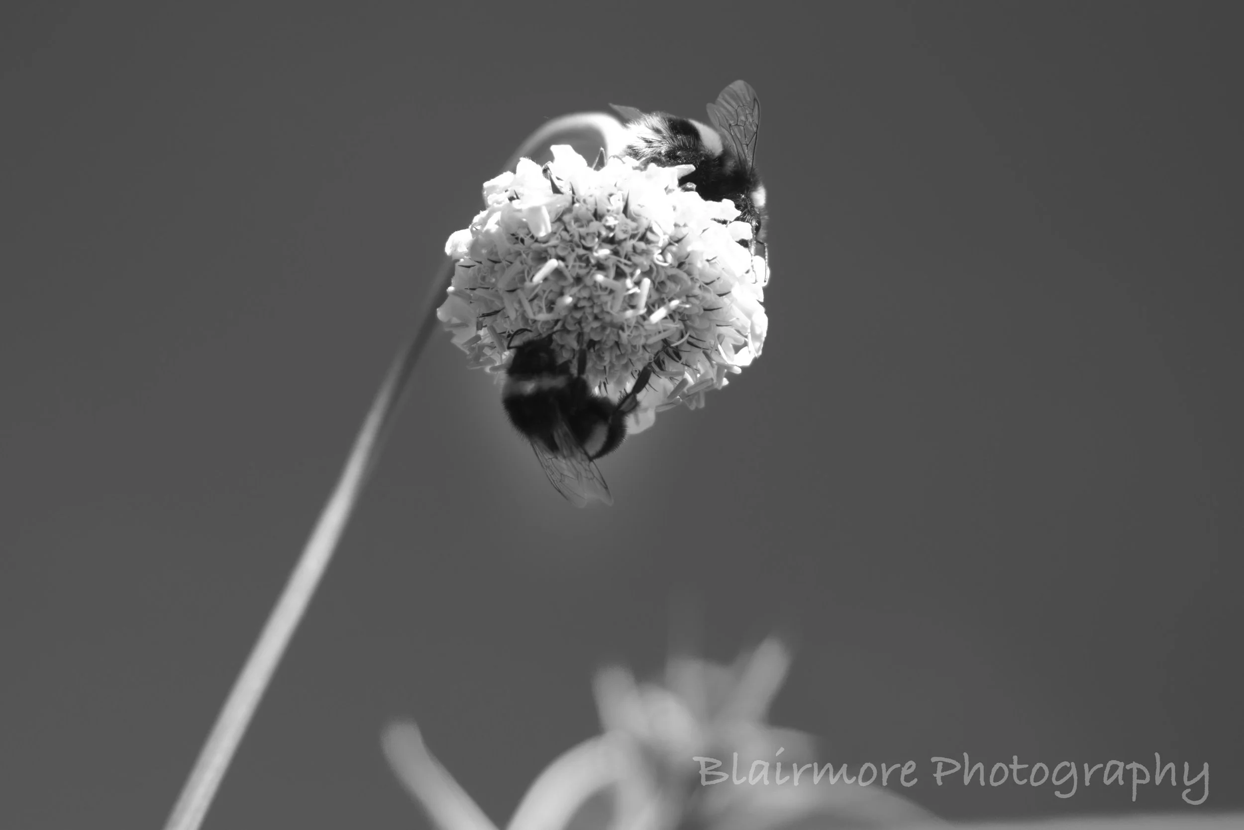DSCF8265.jpg