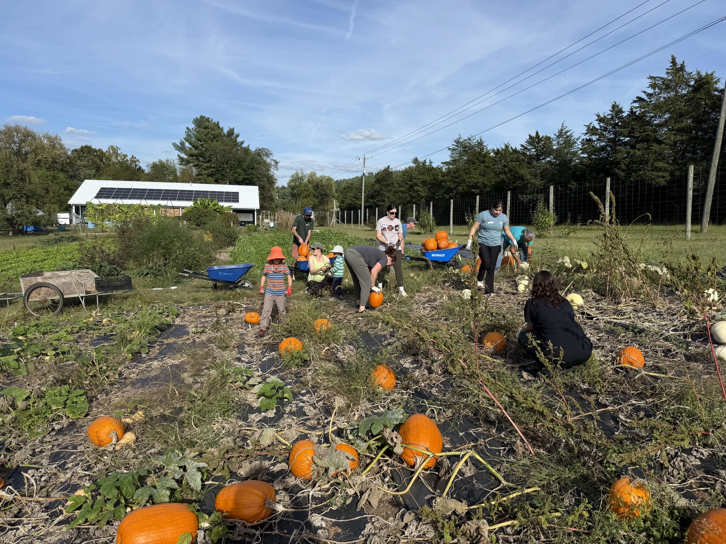 Pumpkins in a field