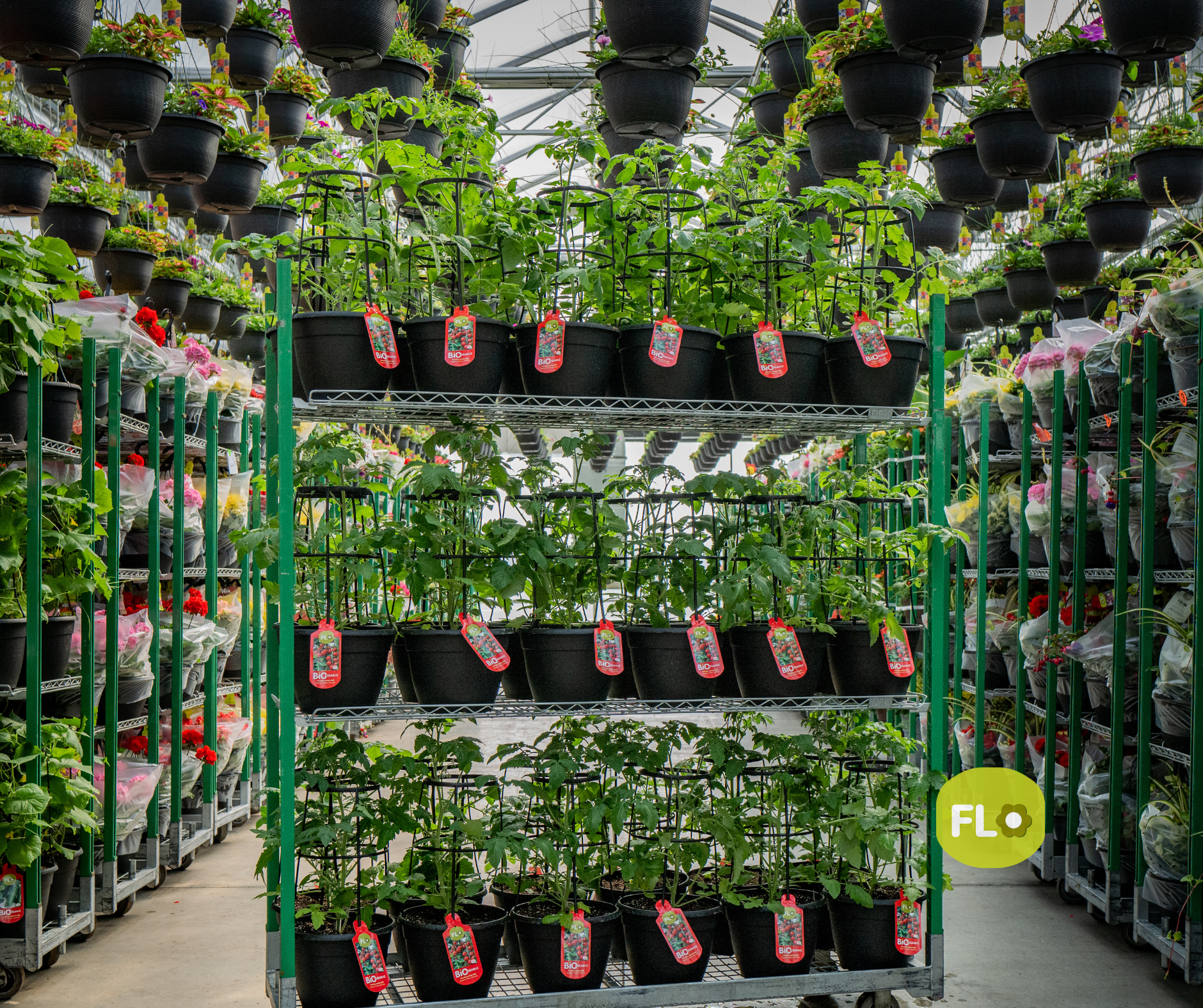 Plants de tomates bio.png