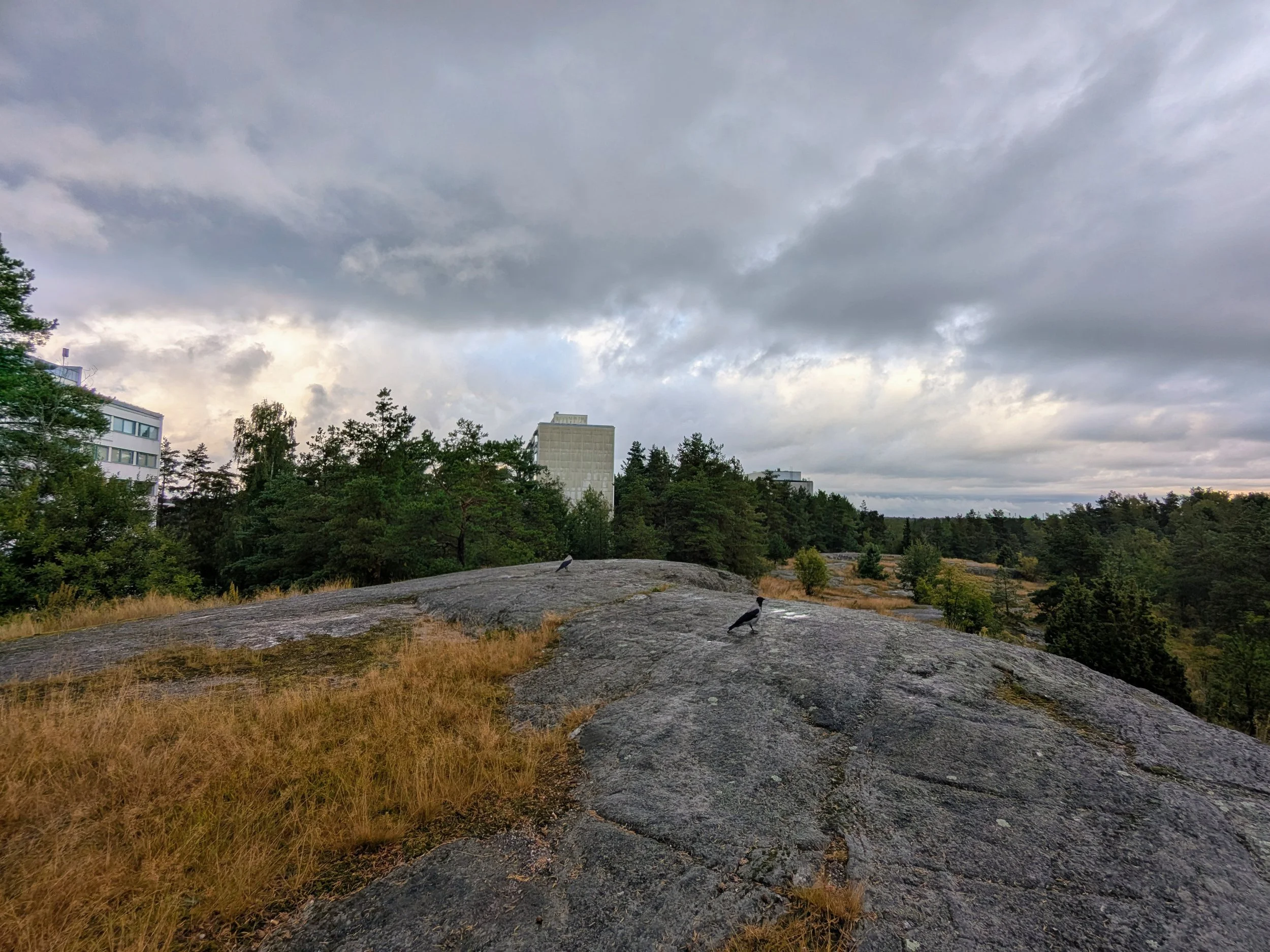 Katariina K_7. Kaupunkiluonto.jpg