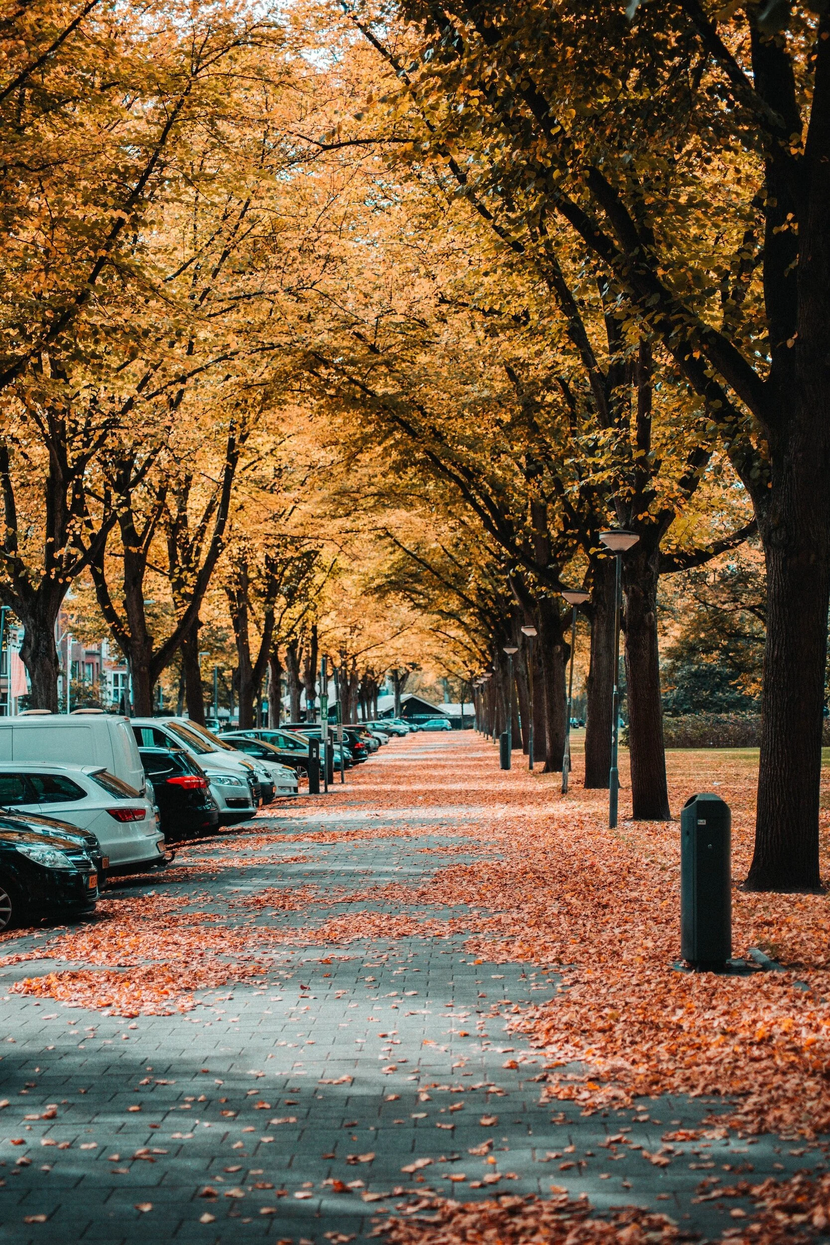 Tree-lined street covered with autumn leaves, parked cars on the left.