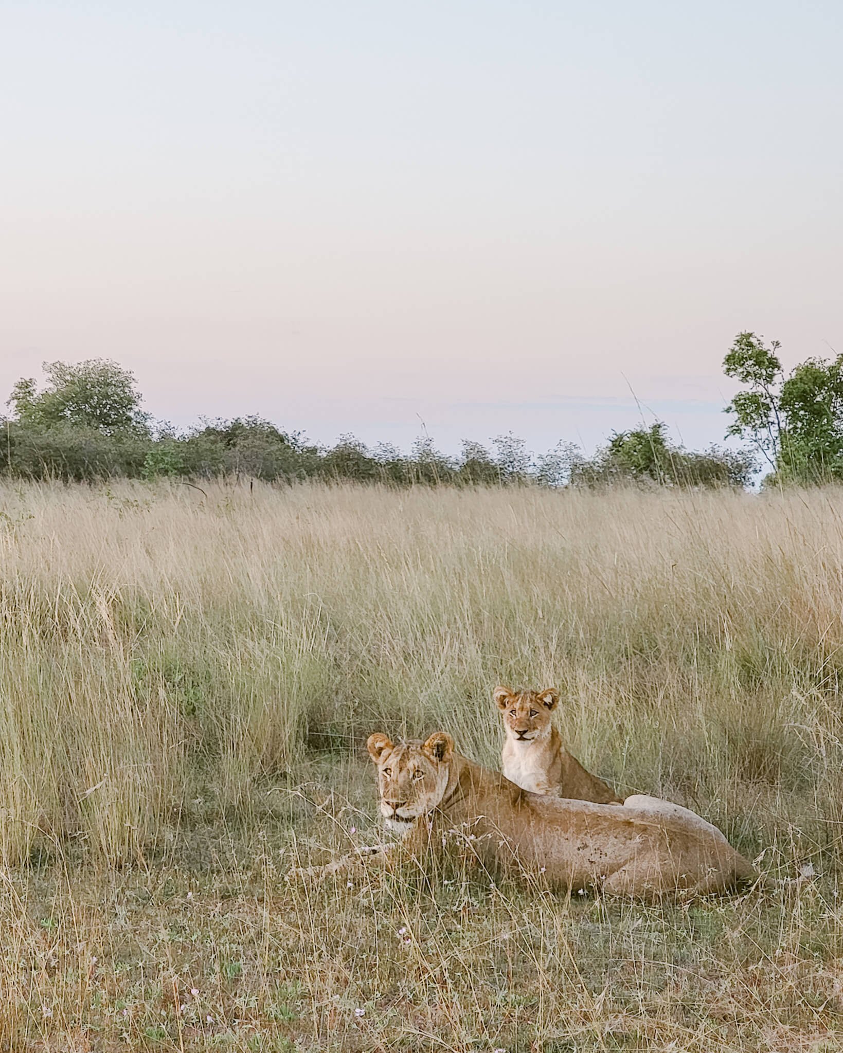 luxury-safari-liuwa-plain-zambia-6.jpg