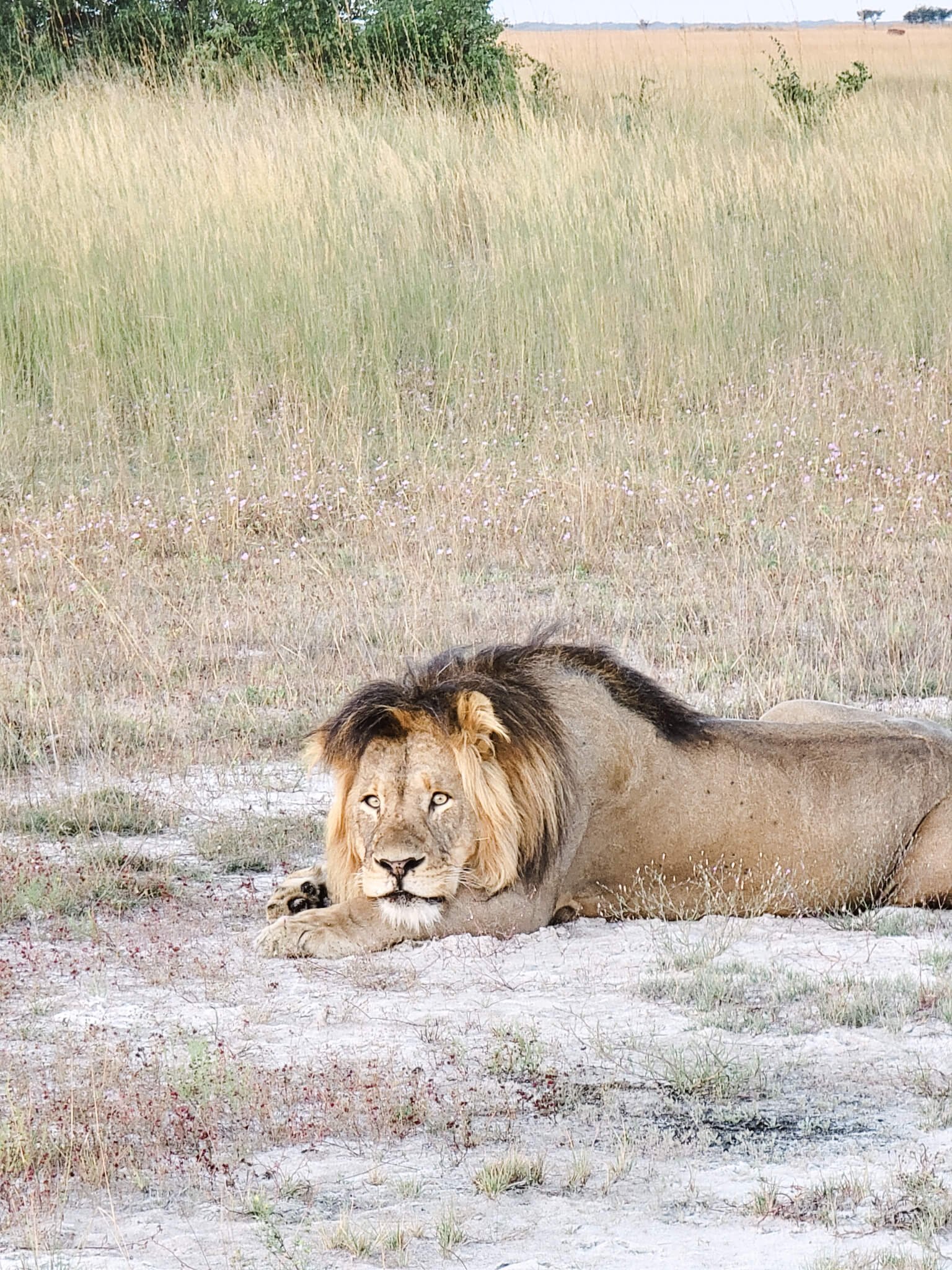 luxury-safari-liuwa-plain-zambia-5.jpg