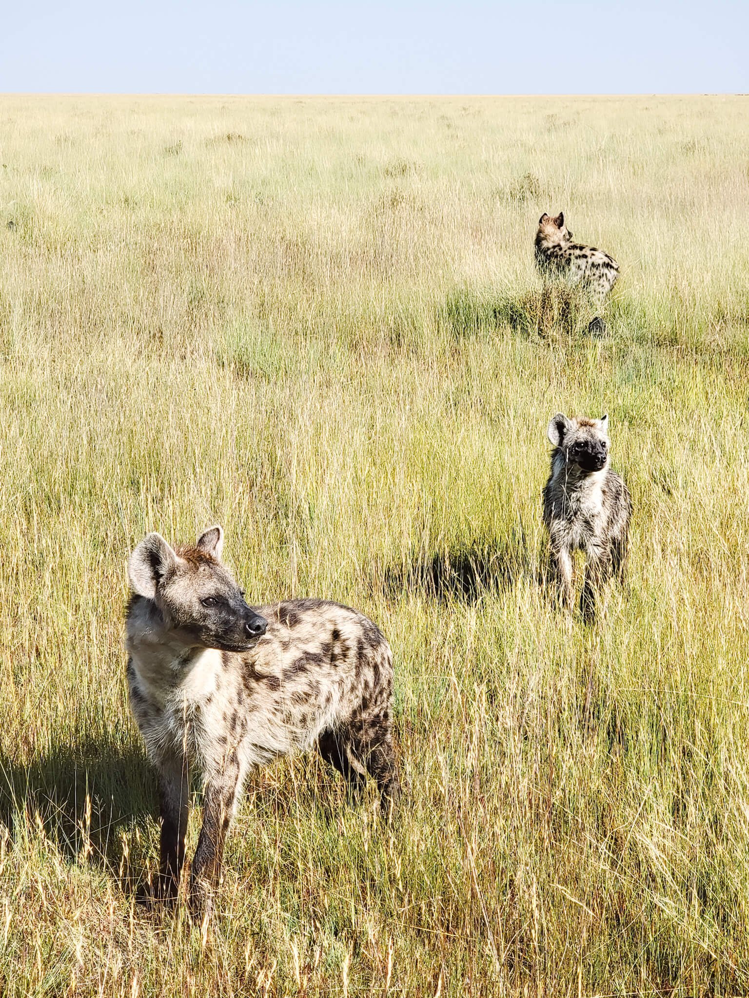 luxury-safari-liuwa-plain-zambia-14.jpg