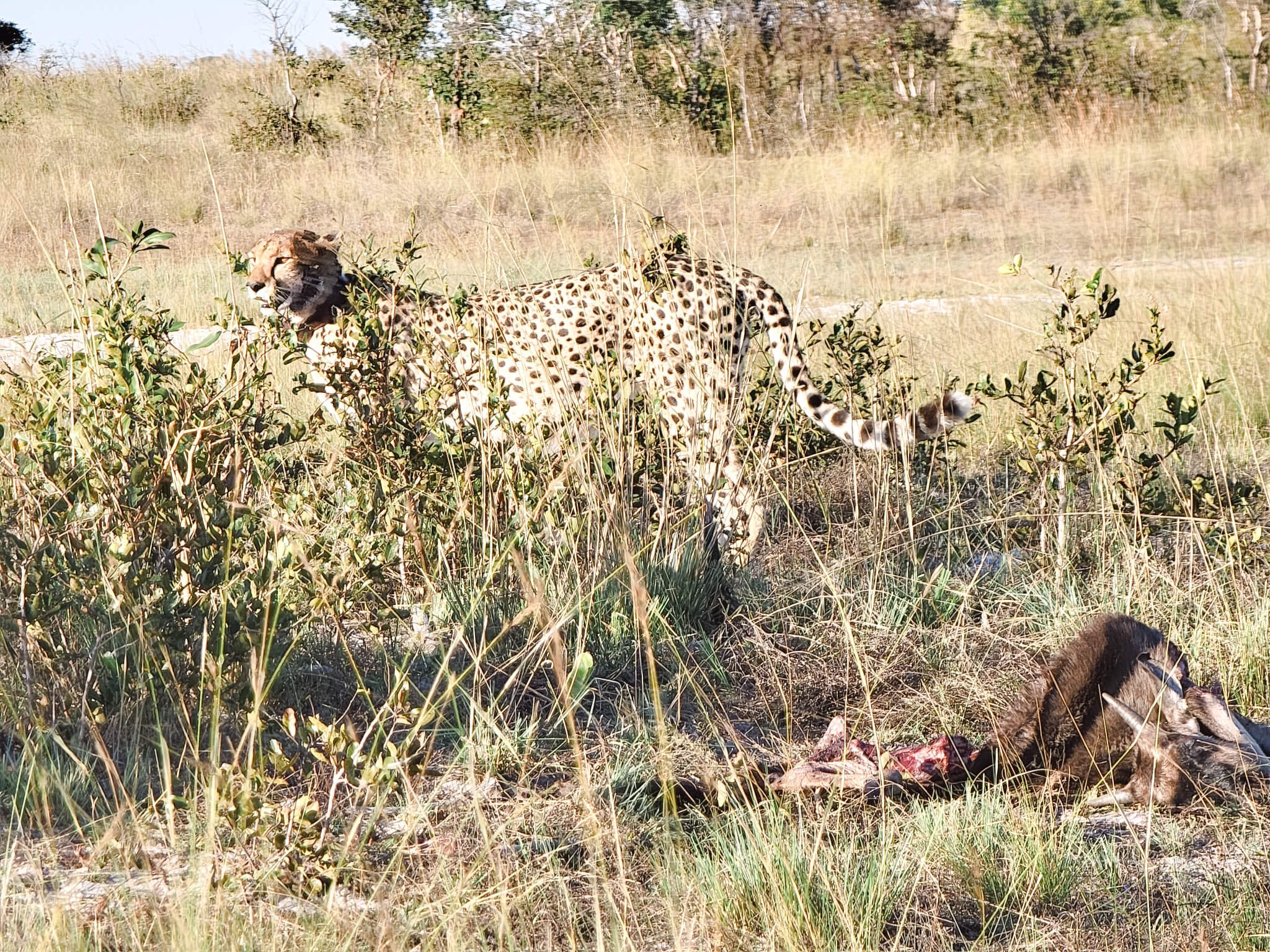 luxury-safari-liuwa-plain-zambia-34.jpg