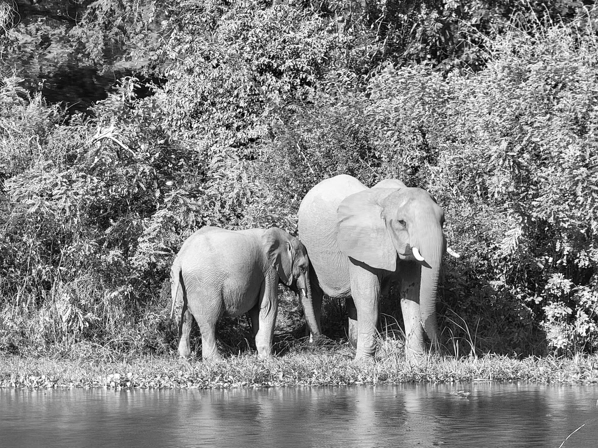 luxury-safari-lower-zambezi-zambia-6.jpg