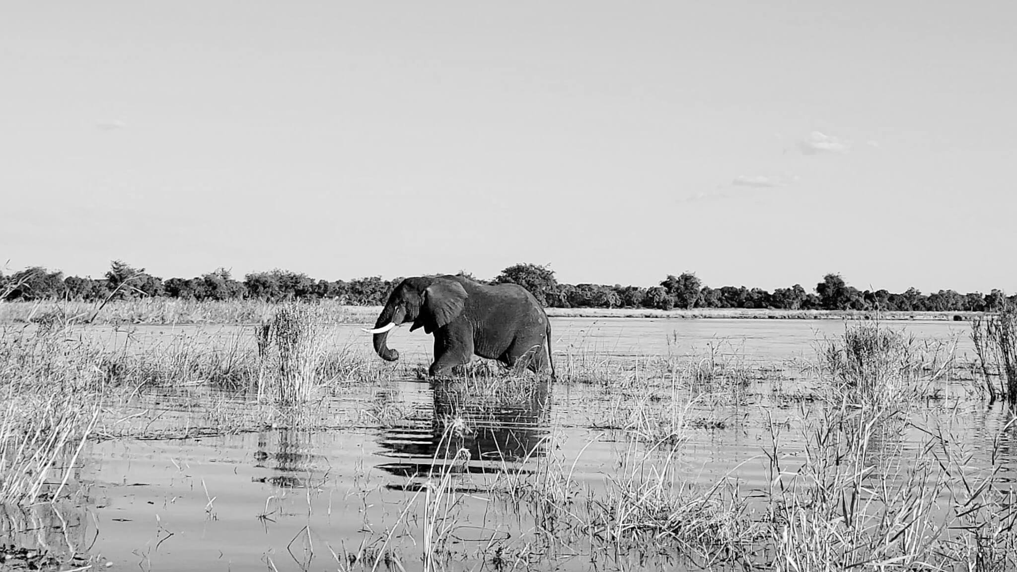 luxury-safari-lower-zambezi-zambia-22.jpeg