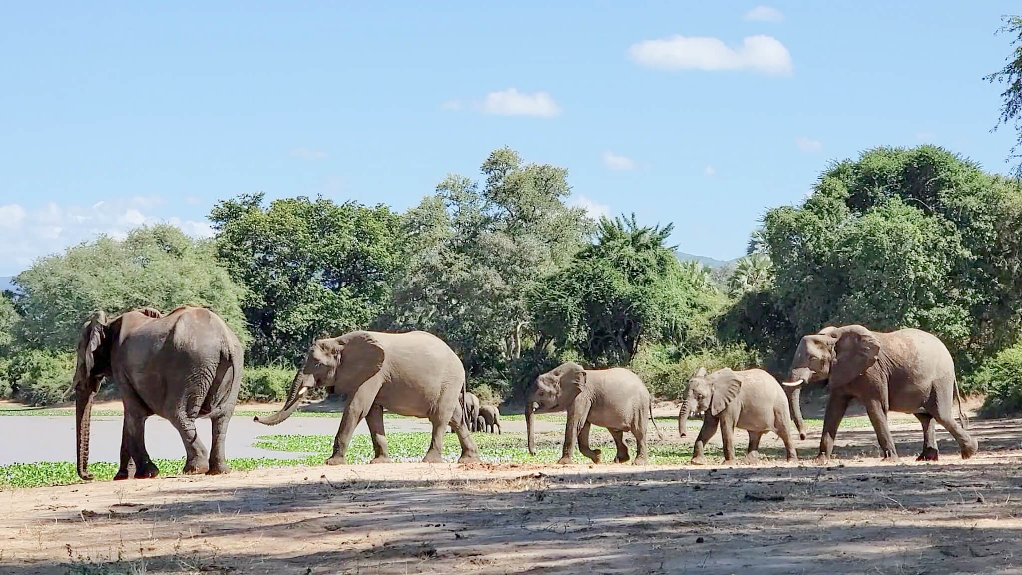 luxury-safari-lower-zambezi-zambia-17.jpeg