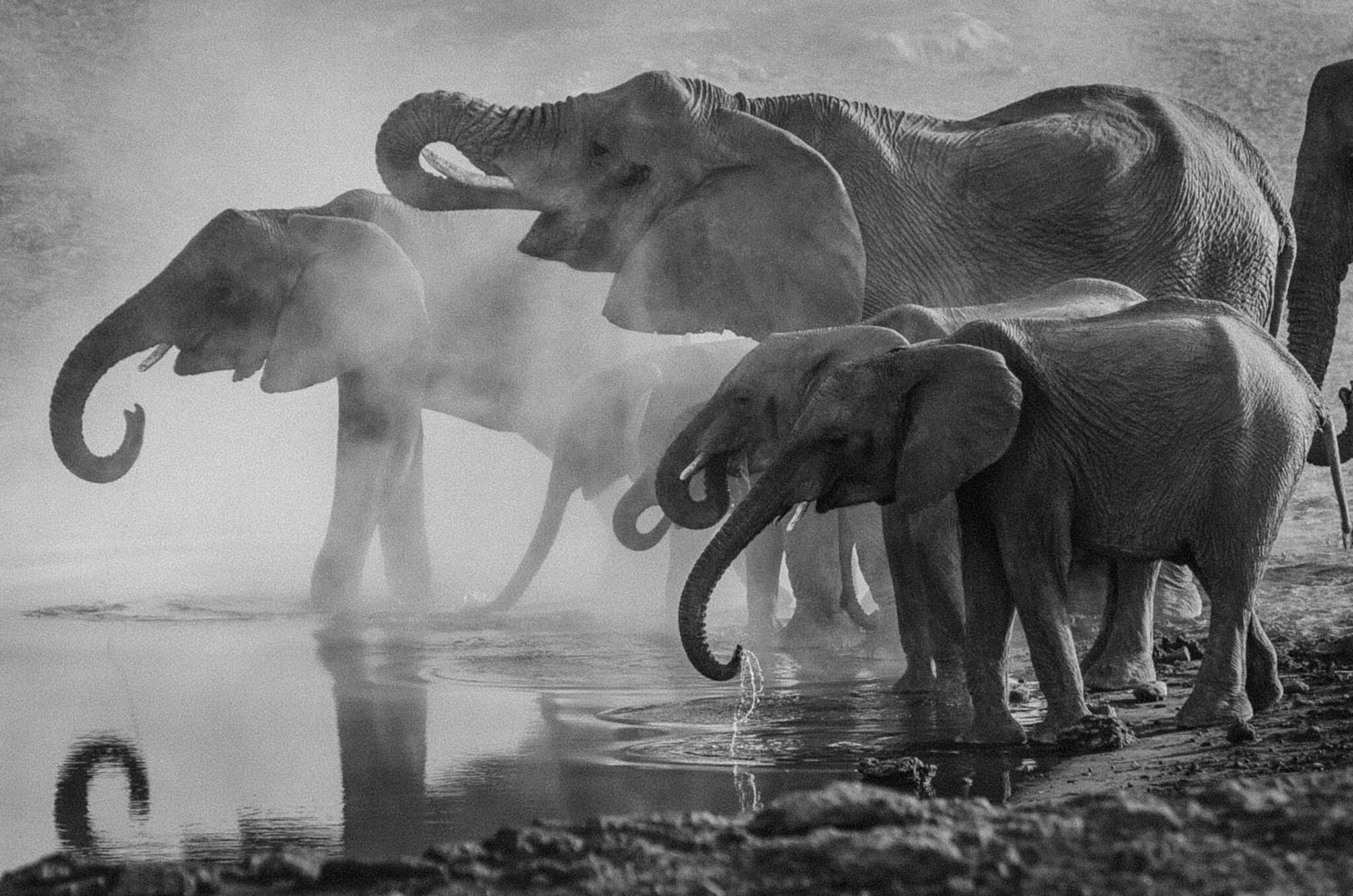 Elephants drinking water Zambia.