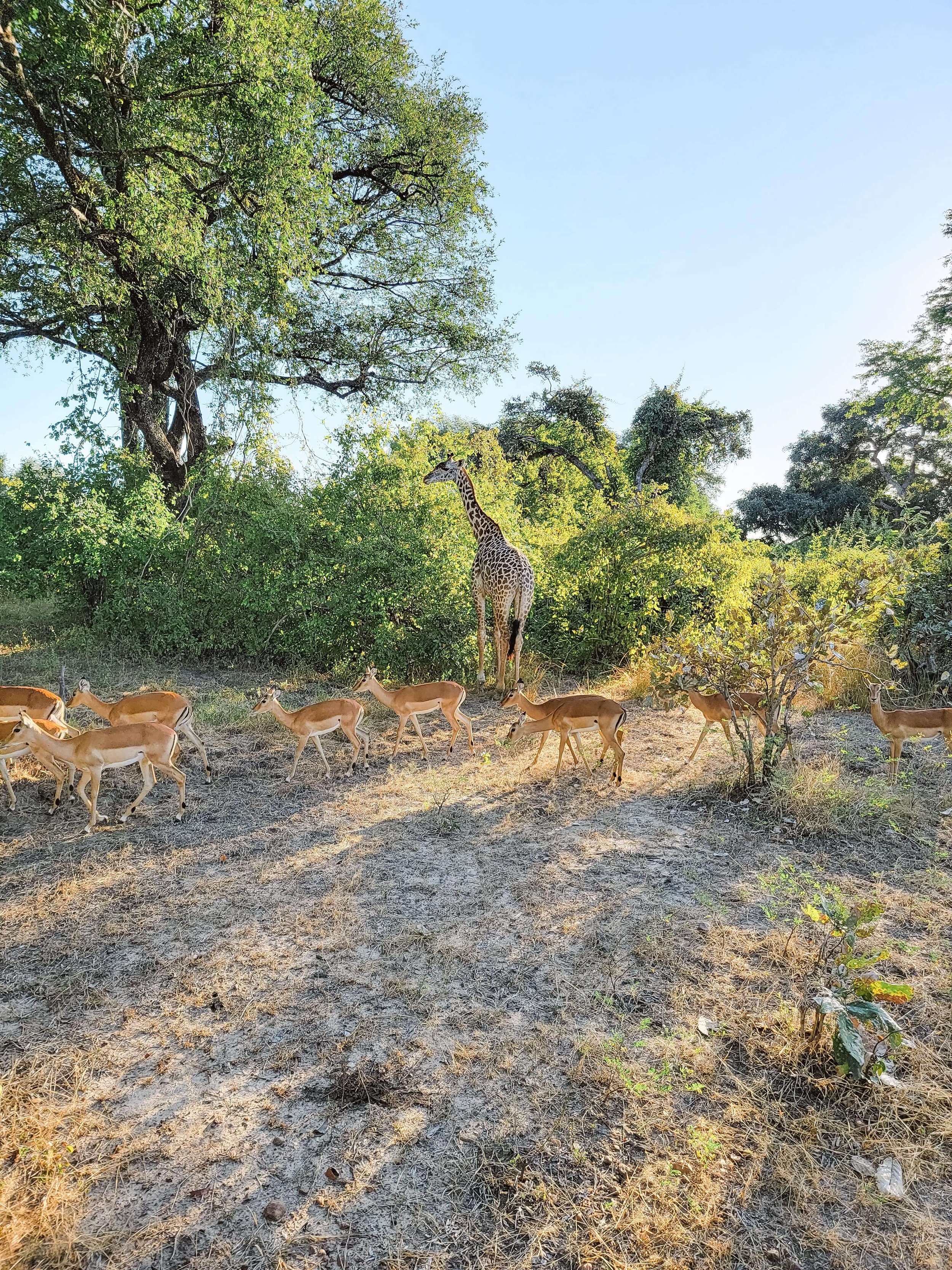 luxury-safari-south-luangwa-zambia-4.jpg