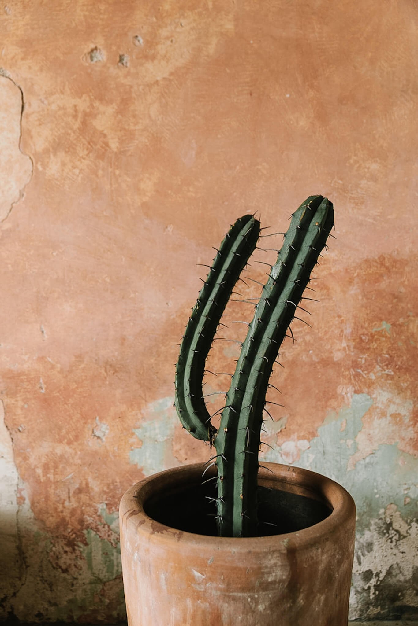 Cactus planter.