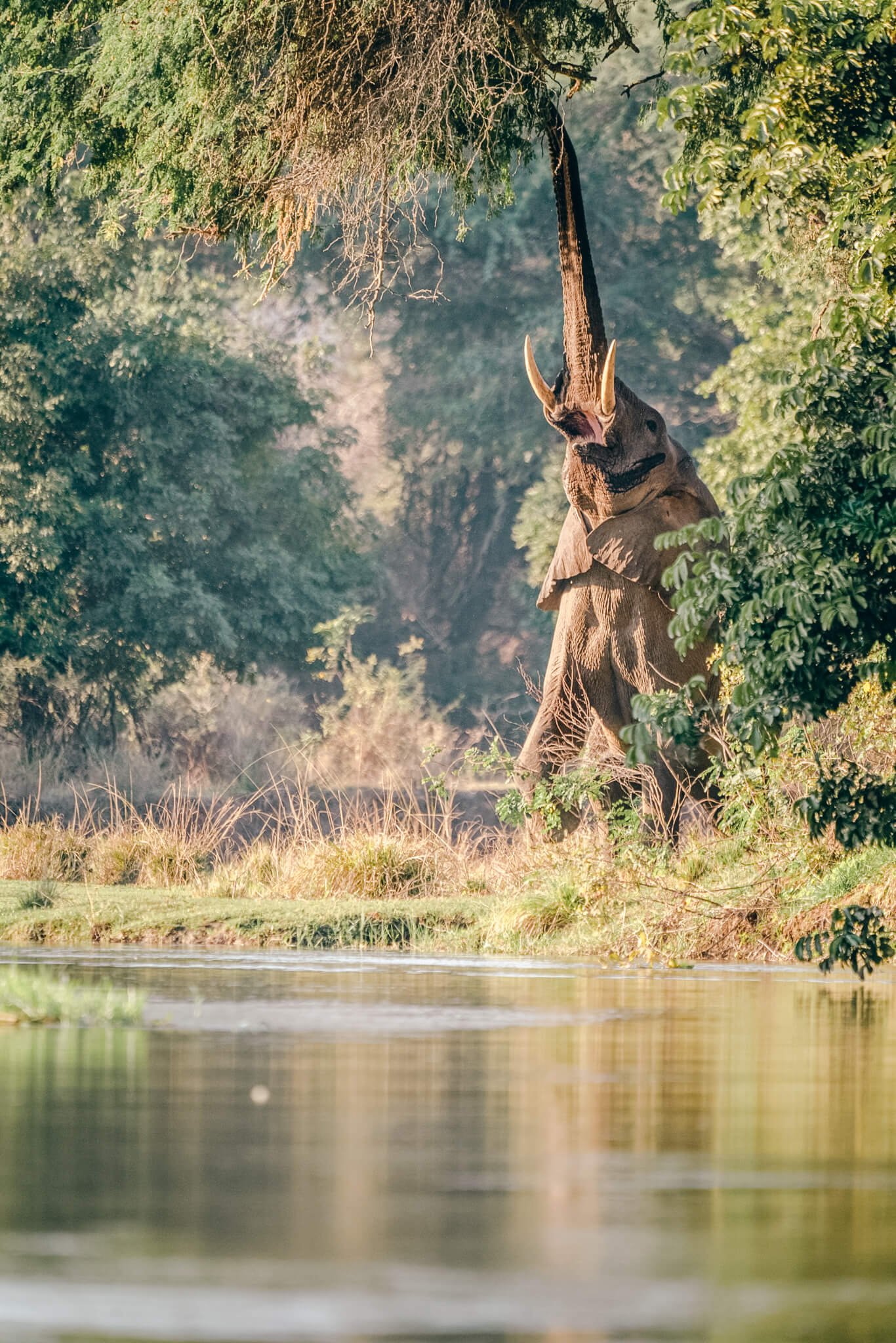 Elephant encounter Zambia.