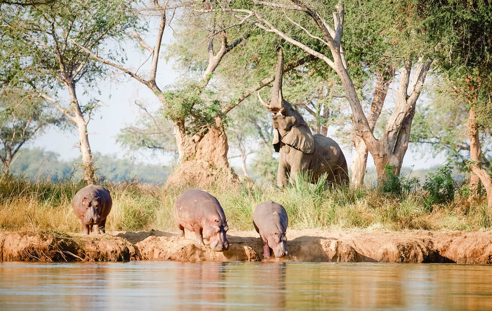 Elephant and hippos.