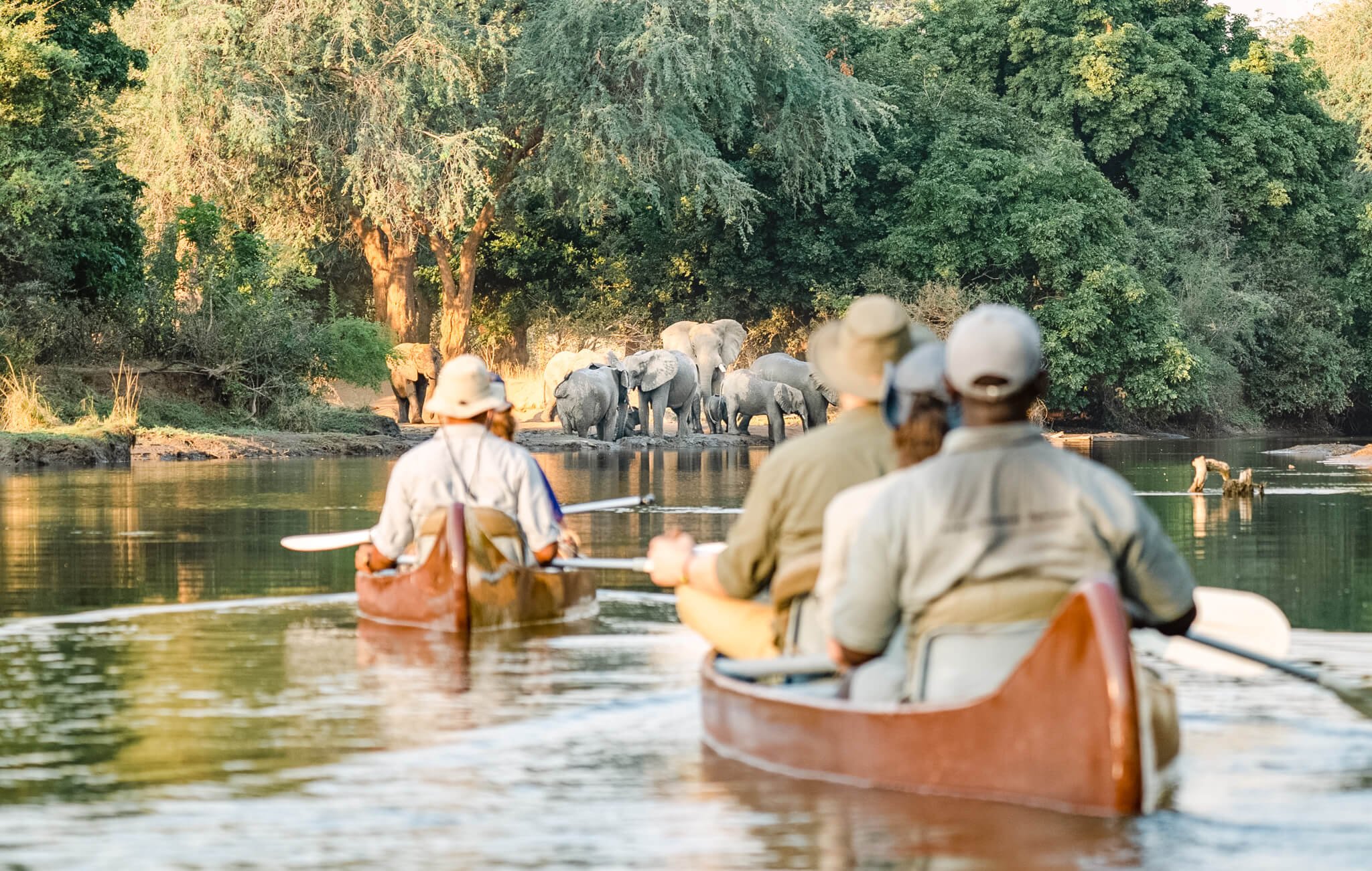 Canoeing elephant encounter Zambezi Zambia.