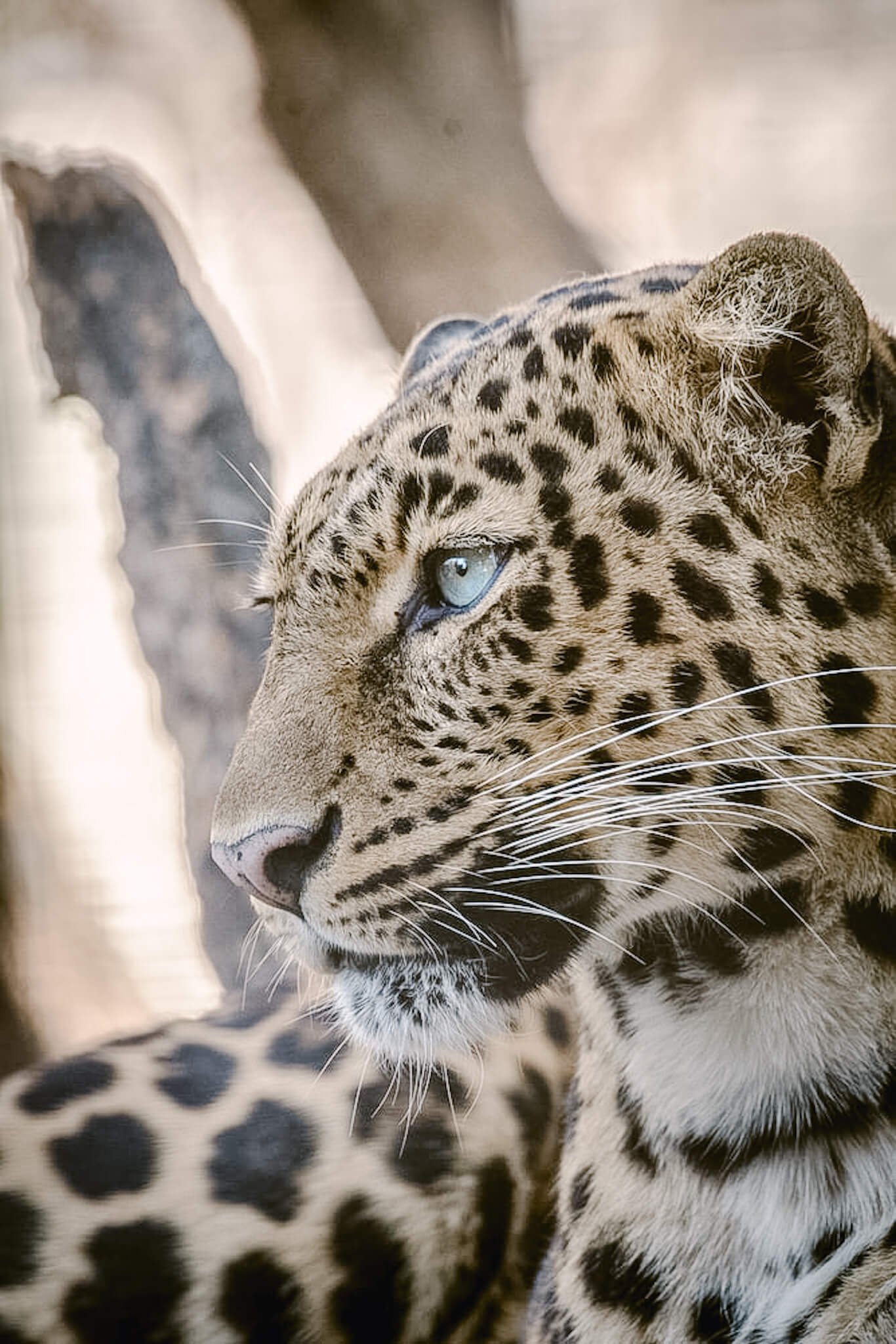 African leopard.